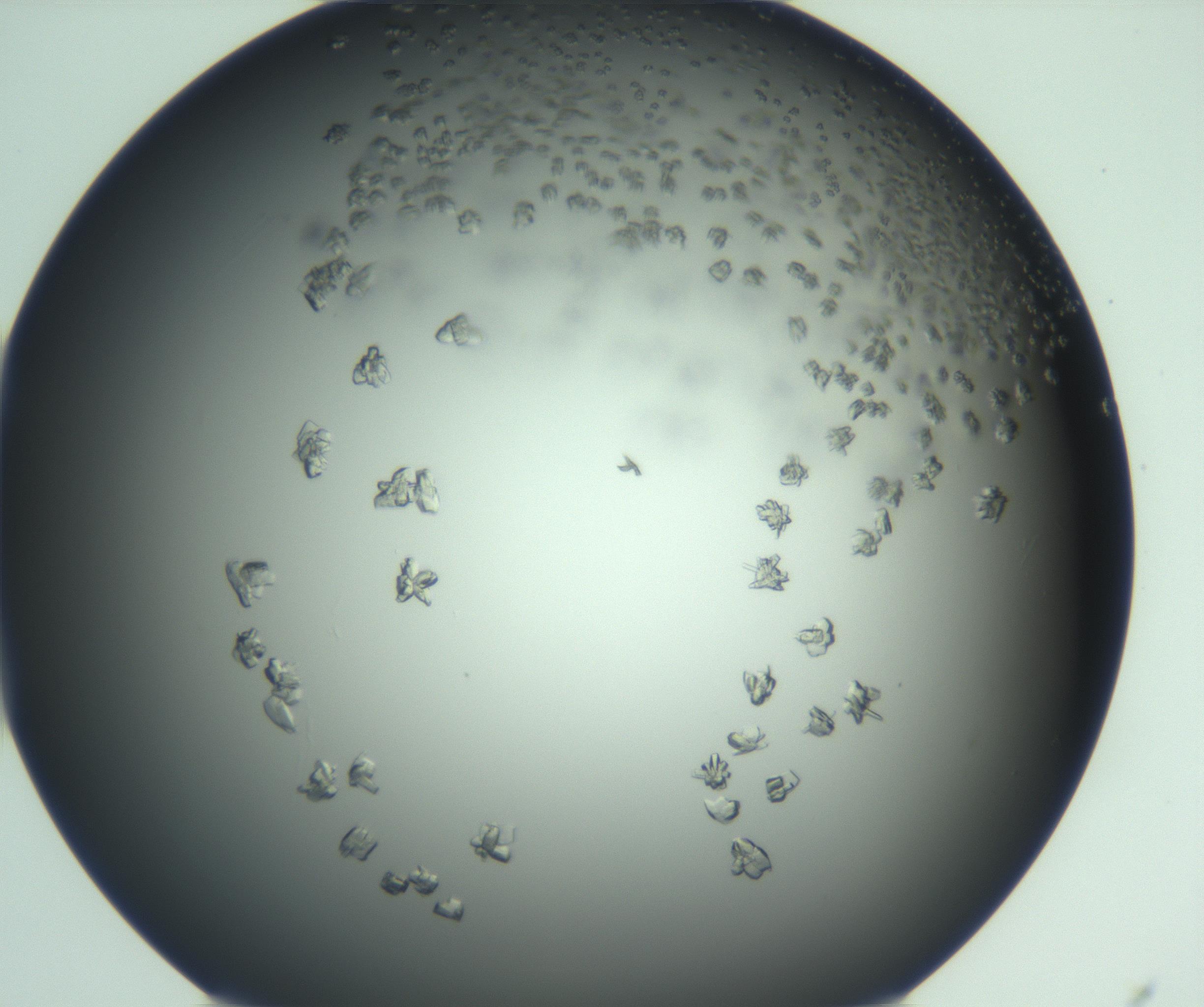 RI01_03_000_0212_Proj1_Clon1_MC_0000MC103114_003_161211_10_06_01_00_99_002_001_RAI.jpg