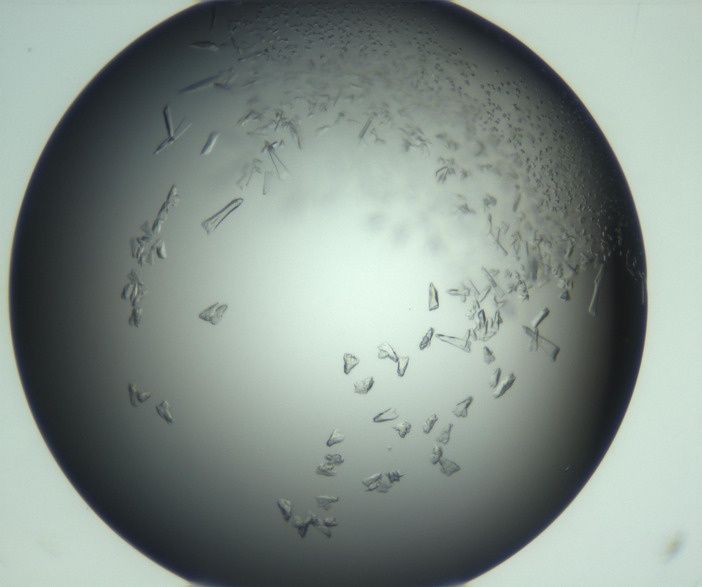 RI01_03_000_0212_Proj1_Clon1_MC_0000MC103114_003_161211_10_06_02_00_99_002_001_RAI.jpg
