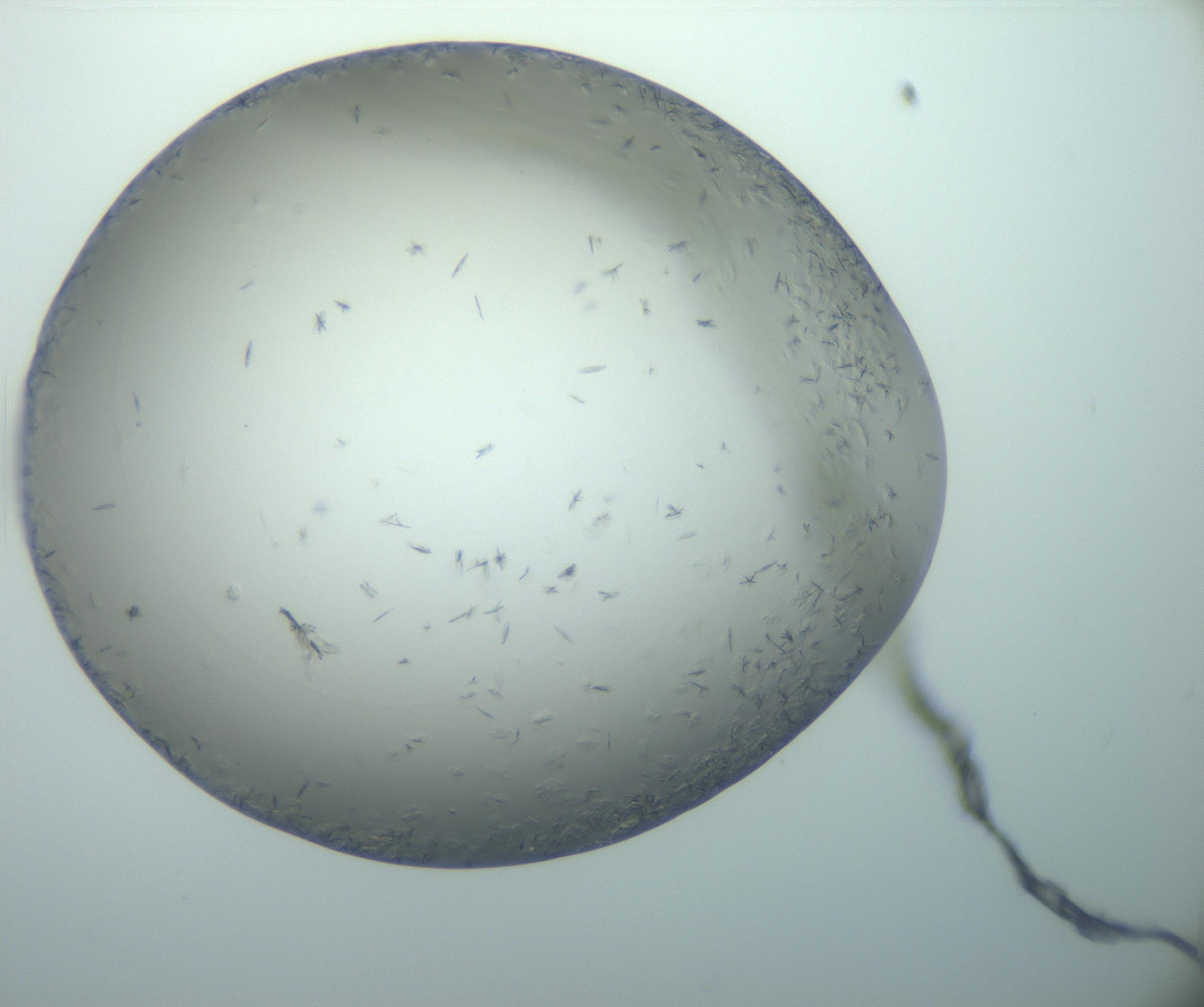RI01_03_000_0212_Proj1_Clon1_MC_0000MC103116_002_161210_01_08_01_00_99_002_001_RAI.jpg