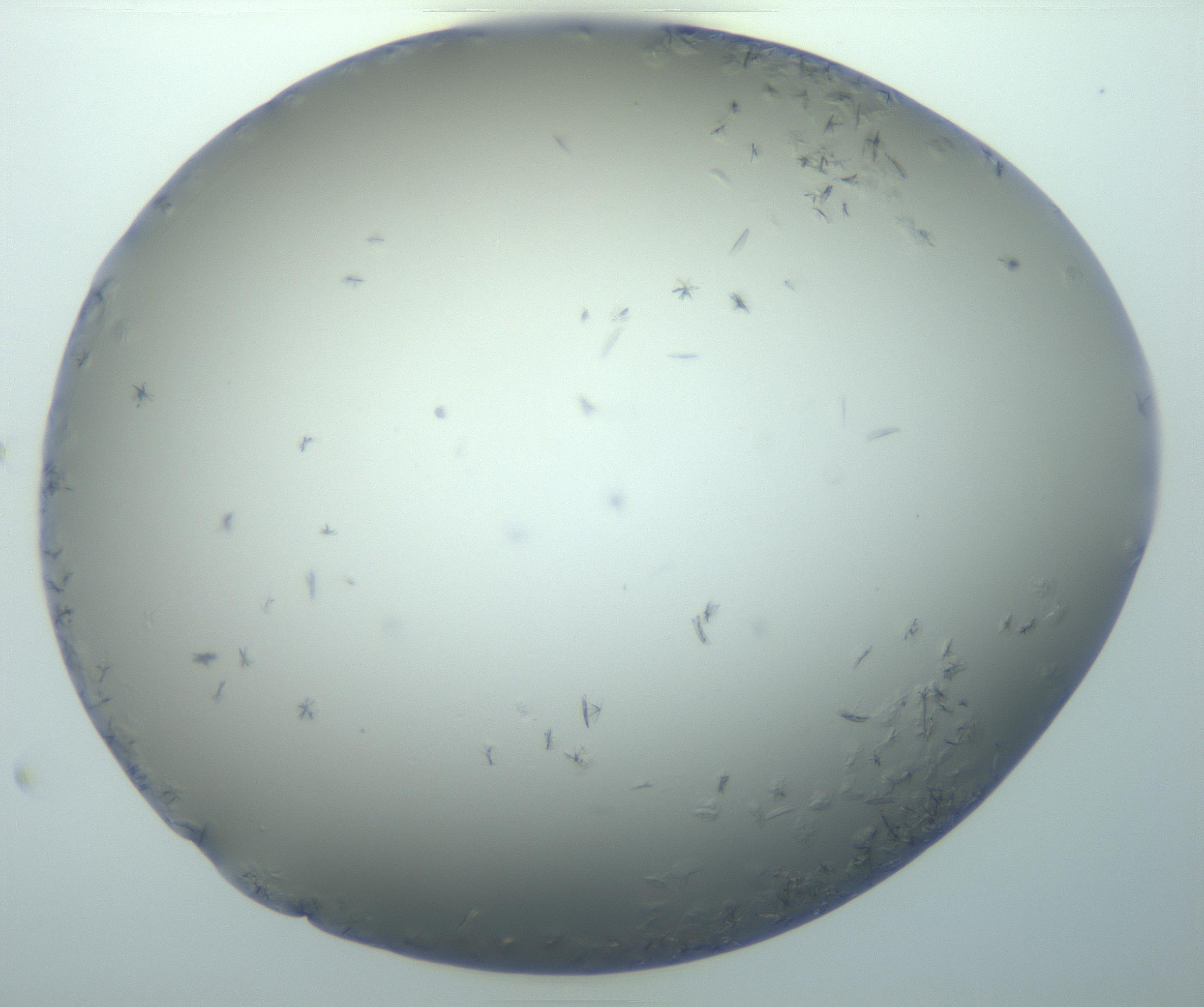RI01_03_000_0212_Proj1_Clon1_MC_0000MC103116_002_161210_02_08_01_00_99_002_001_RAI.jpg