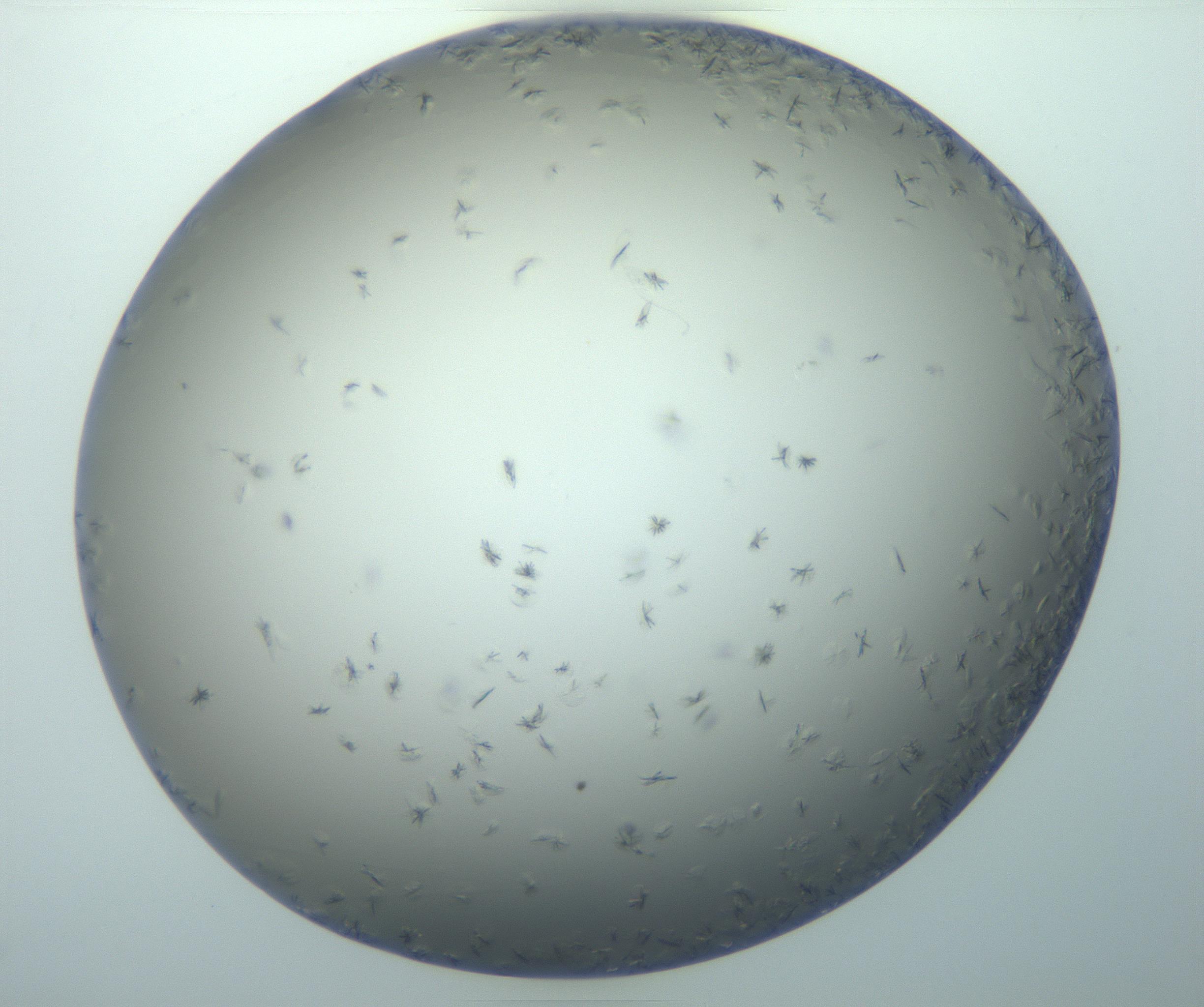 RI01_03_000_0212_Proj1_Clon1_MC_0000MC103116_002_161210_03_08_01_00_99_002_001_RAI.jpg