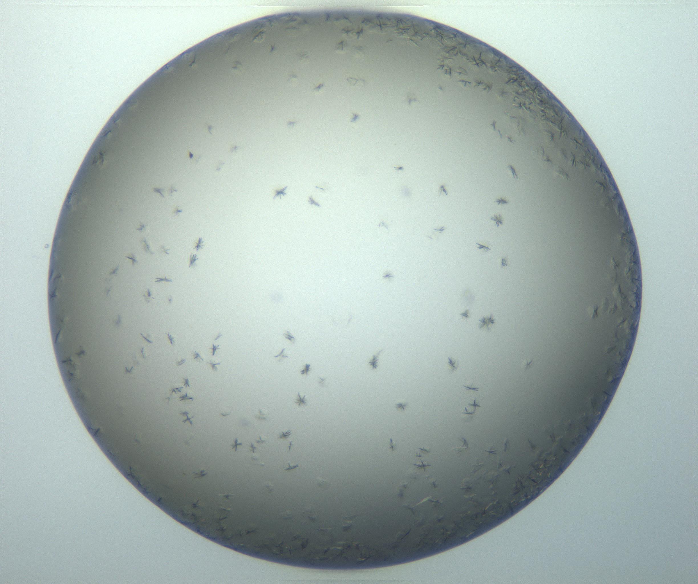 RI01_03_000_0212_Proj1_Clon1_MC_0000MC103116_002_161210_04_08_01_00_99_002_001_RAI.jpg