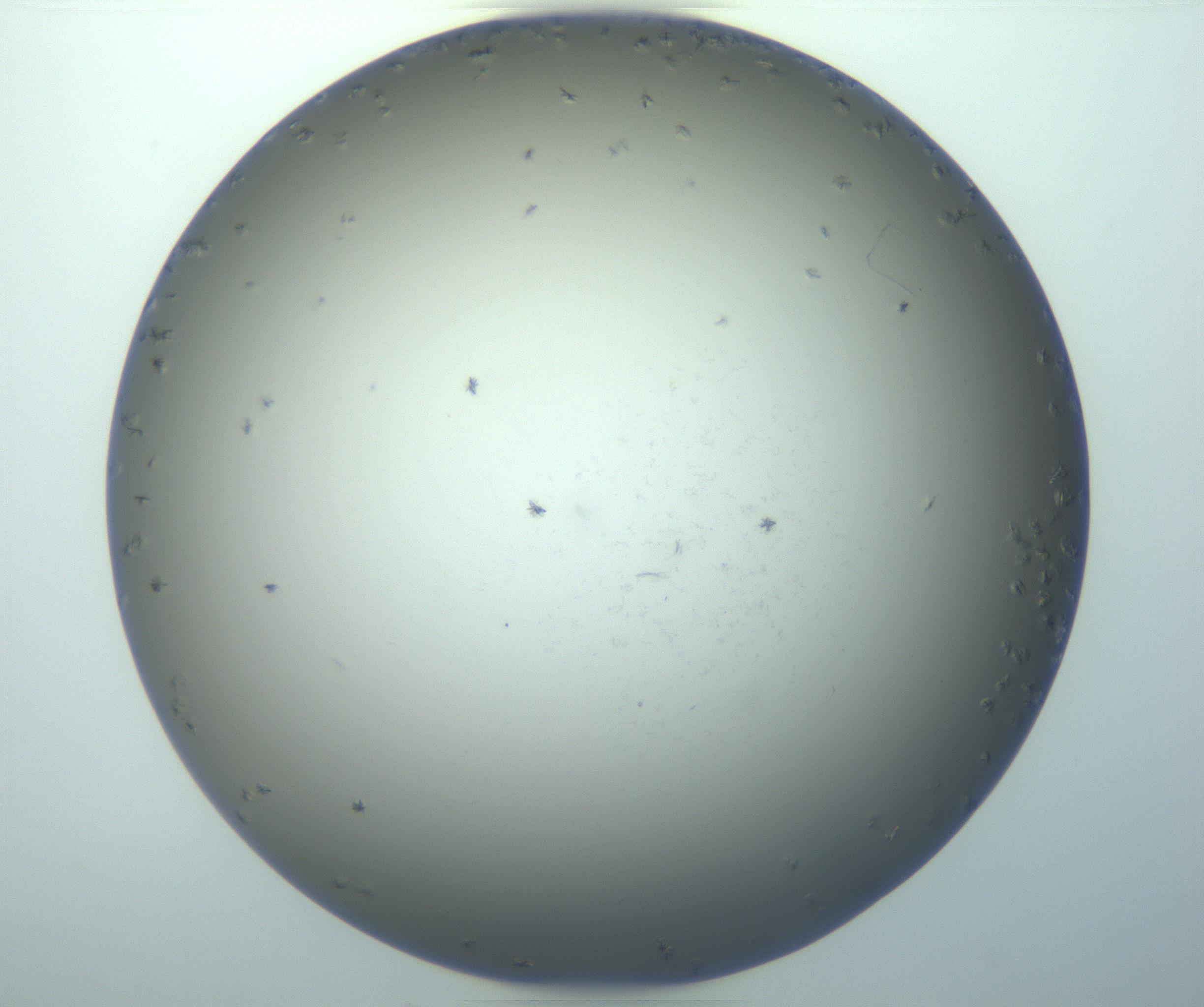RI01_03_000_0212_Proj1_Clon1_MC_0000MC103116_002_161210_05_07_01_00_99_002_001_RAI.jpg
