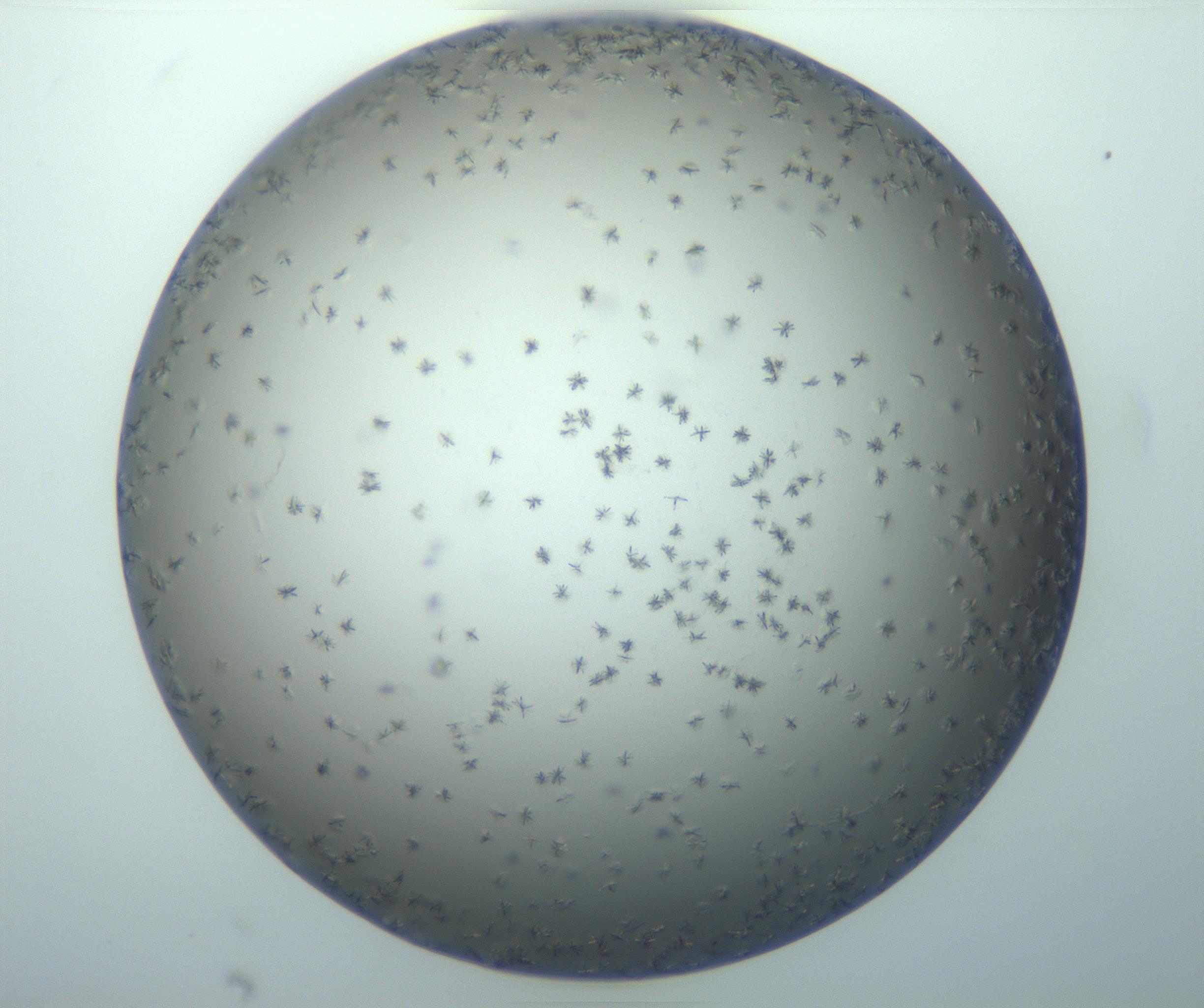 RI01_03_000_0212_Proj1_Clon1_MC_0000MC103116_002_161210_05_08_01_00_99_002_001_RAI.jpg