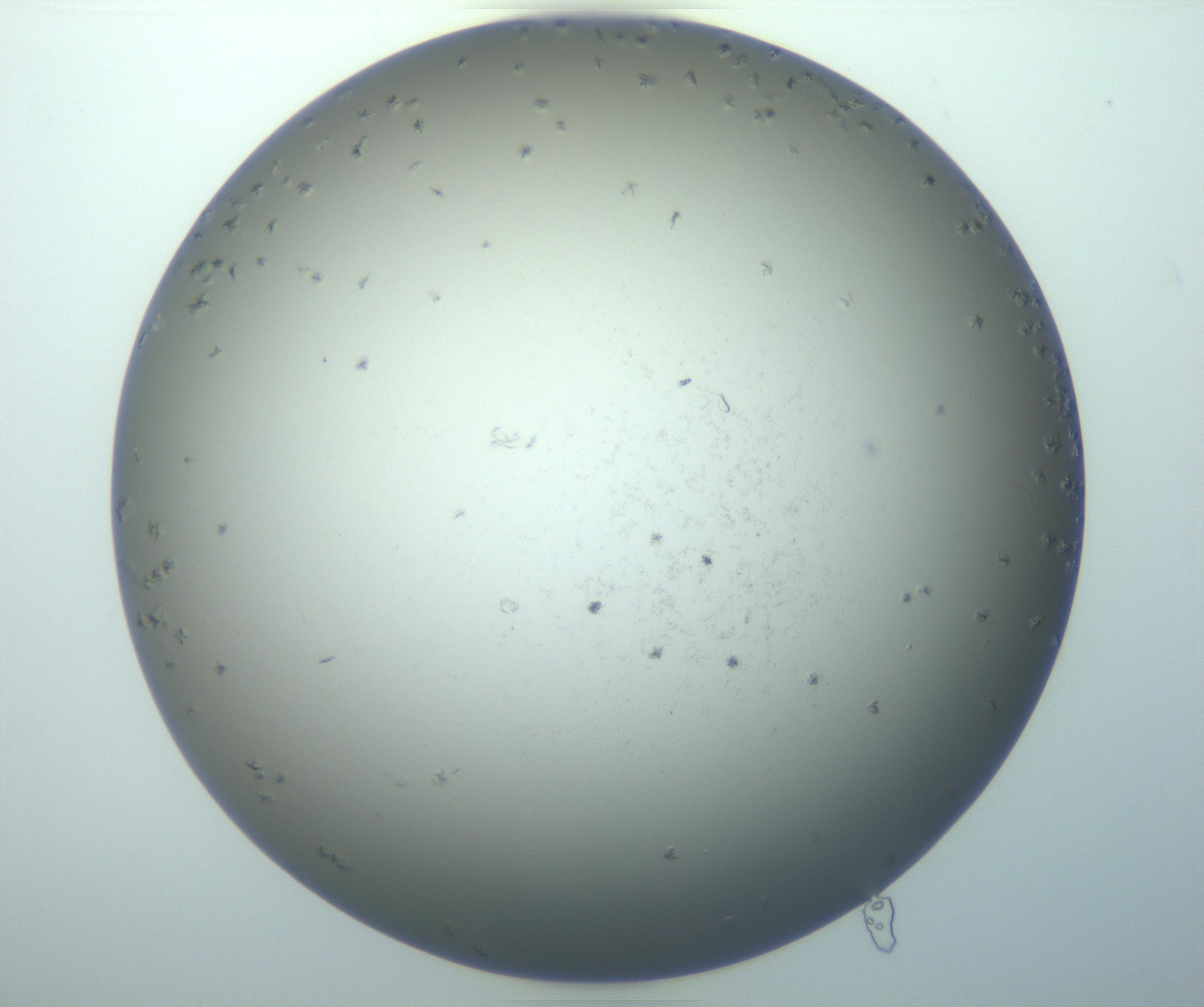RI01_03_000_0212_Proj1_Clon1_MC_0000MC103116_002_161210_06_07_01_00_99_002_001_RAI.jpg