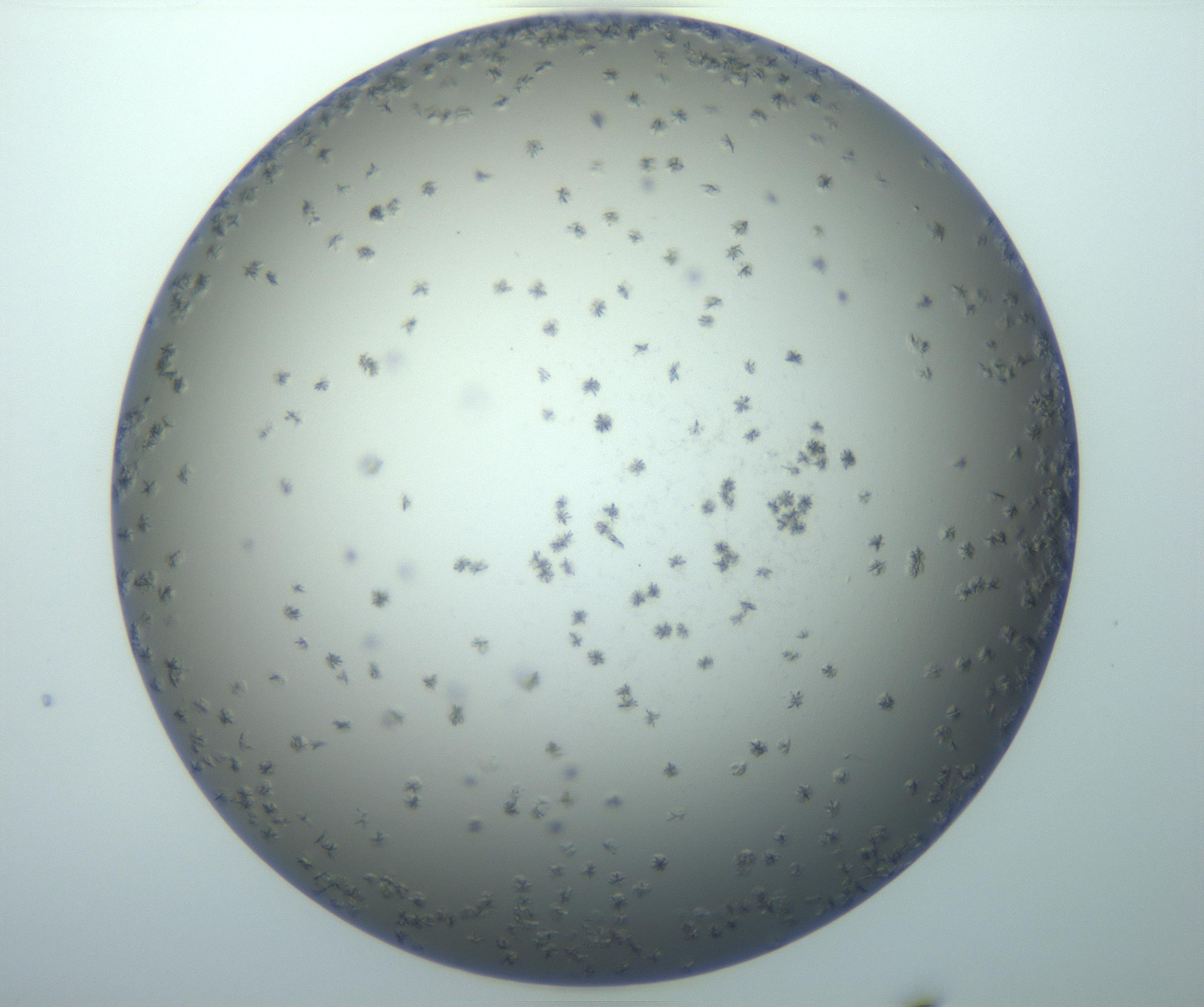 RI01_03_000_0212_Proj1_Clon1_MC_0000MC103116_002_161210_06_08_01_00_99_002_001_RAI.jpg