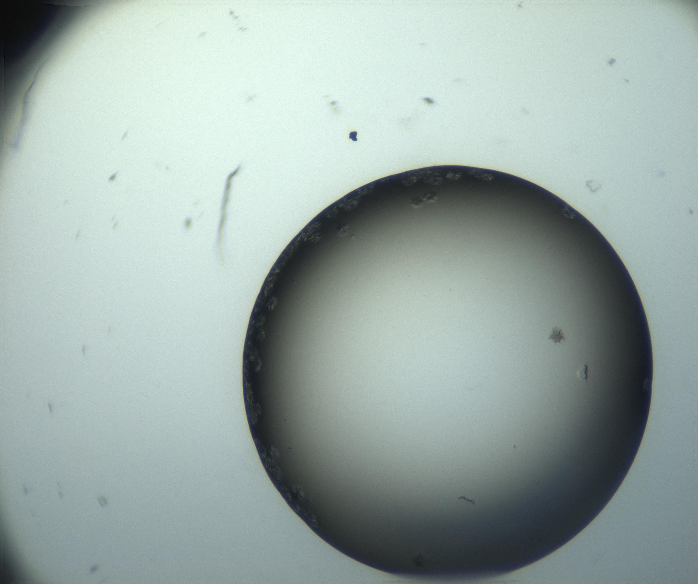 RI01_03_000_0212_Proj1_Clon1_MC_0000MC103116_002_161210_08_01_01_00_99_002_001_RAI.jpg