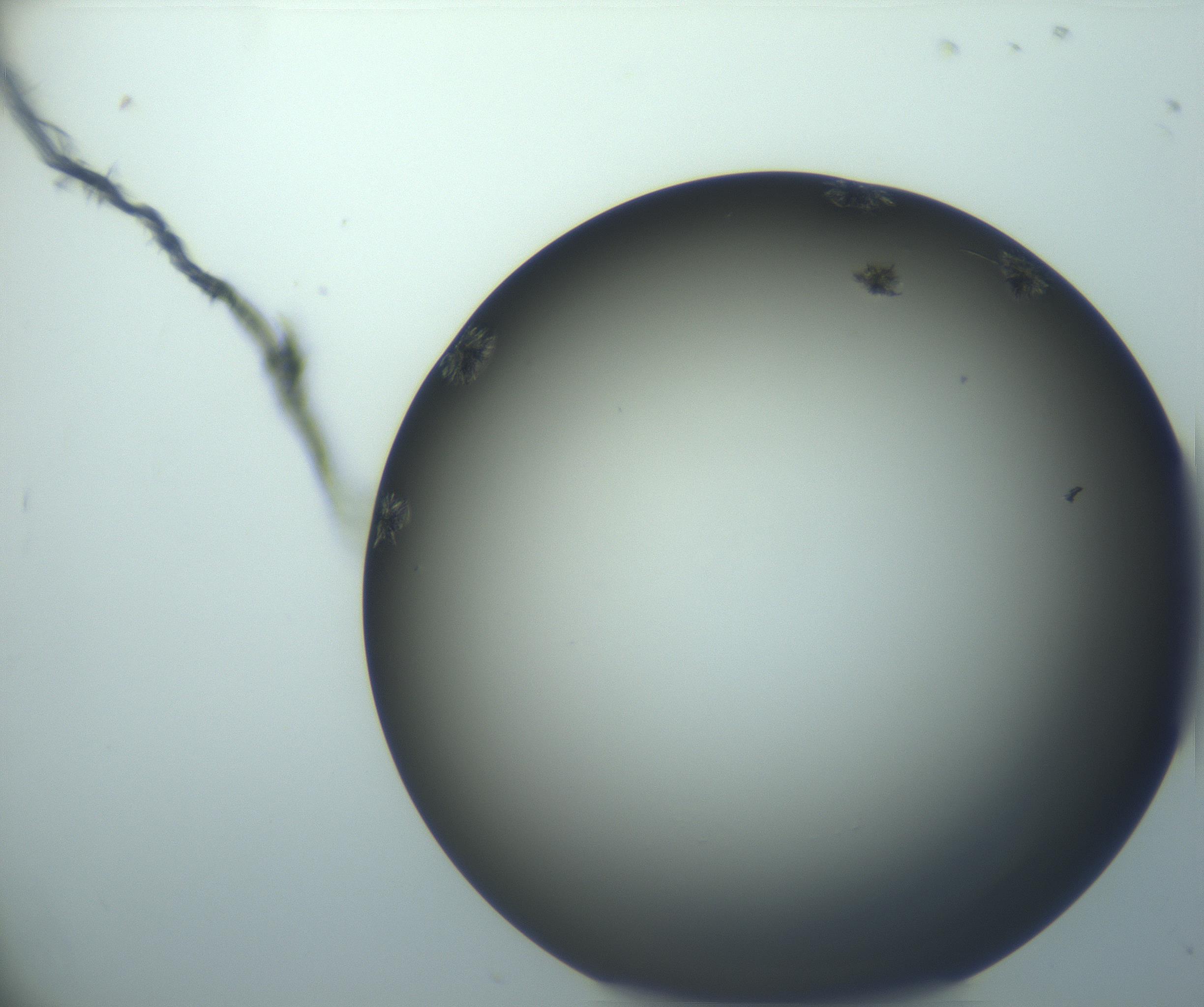 RI01_03_000_0212_Proj1_Clon1_MC_0000MC103116_002_161210_08_02_01_00_99_002_001_RAI.jpg