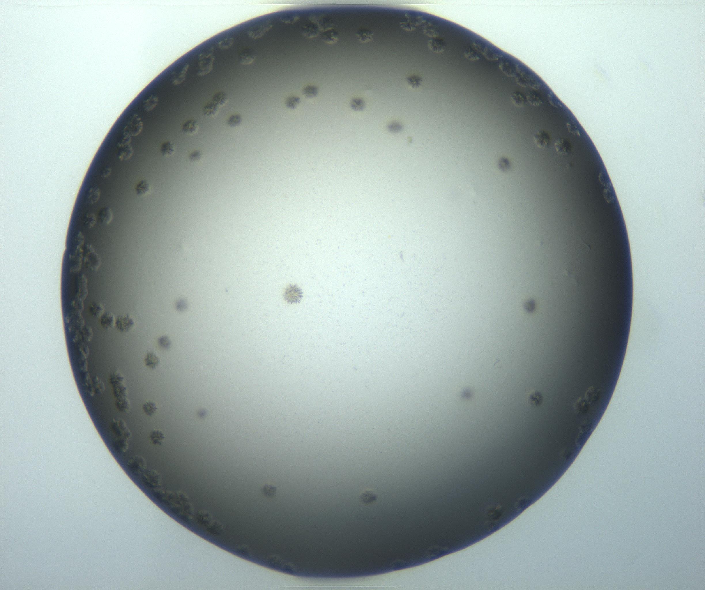 RI01_03_000_0212_Proj1_Clon1_MC_0000MC103116_002_161210_09_01_01_00_99_002_001_RAI.jpg