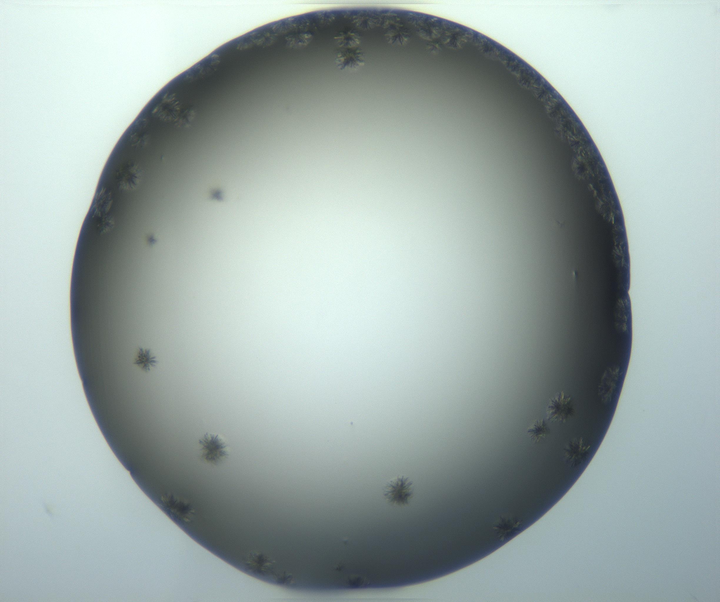 RI01_03_000_0212_Proj1_Clon1_MC_0000MC103116_002_161210_09_02_01_00_99_002_001_RAI.jpg