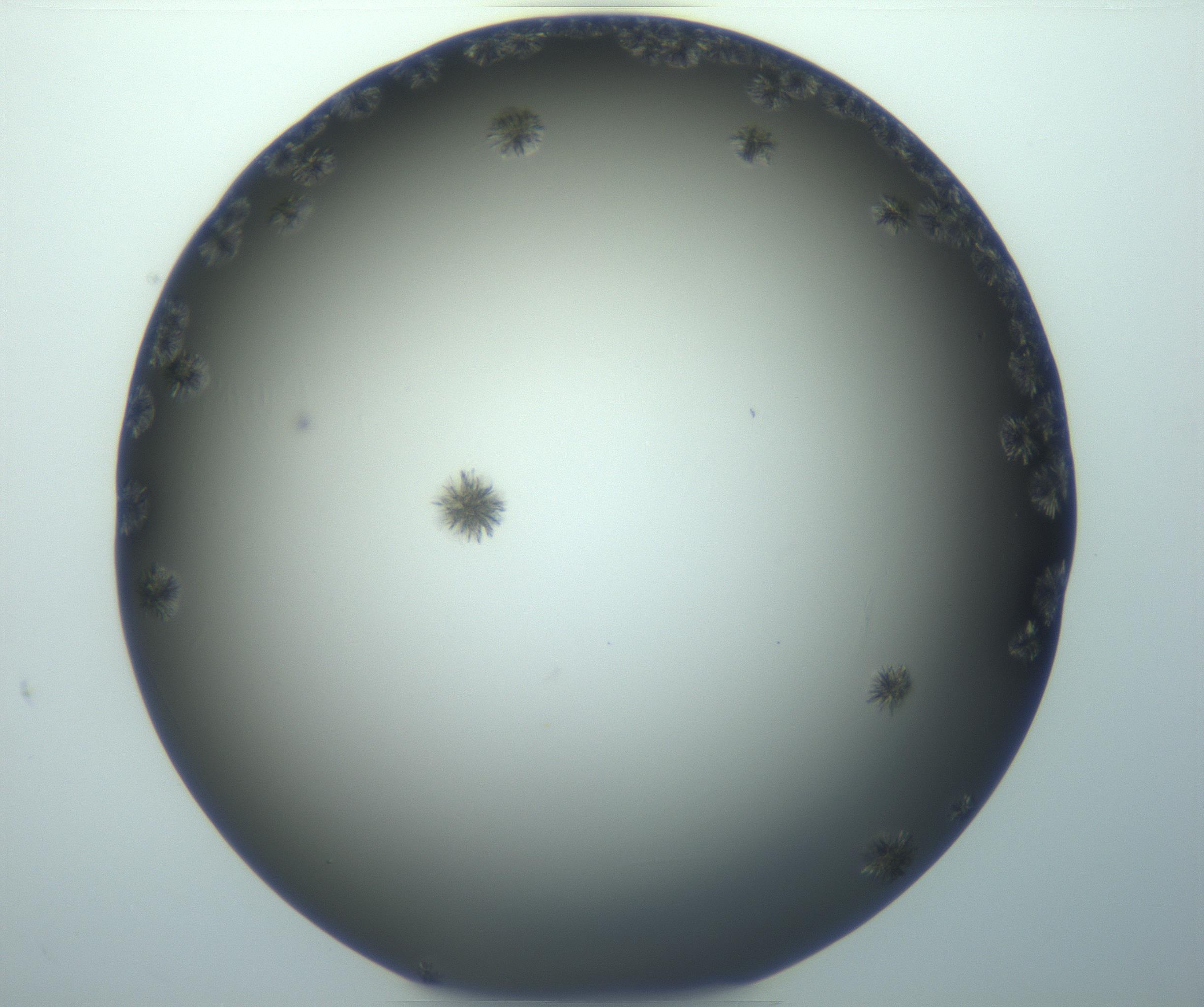 RI01_03_000_0212_Proj1_Clon1_MC_0000MC103116_002_161210_10_02_01_00_99_002_001_RAI.jpg