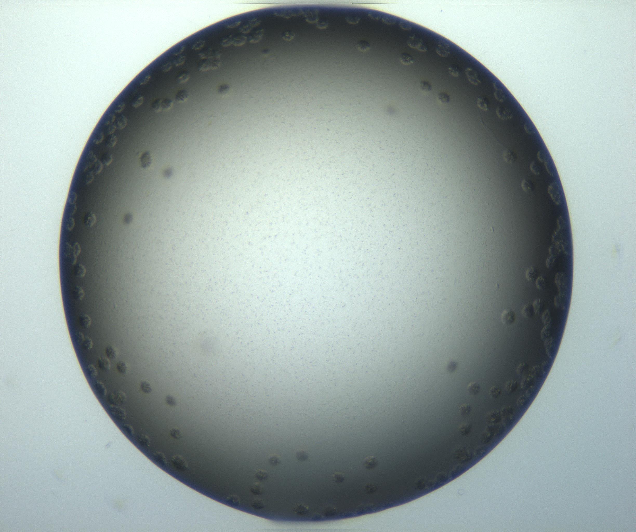 RI01_03_000_0212_Proj1_Clon1_MC_0000MC103116_002_161210_11_01_01_00_99_002_001_RAI.jpg