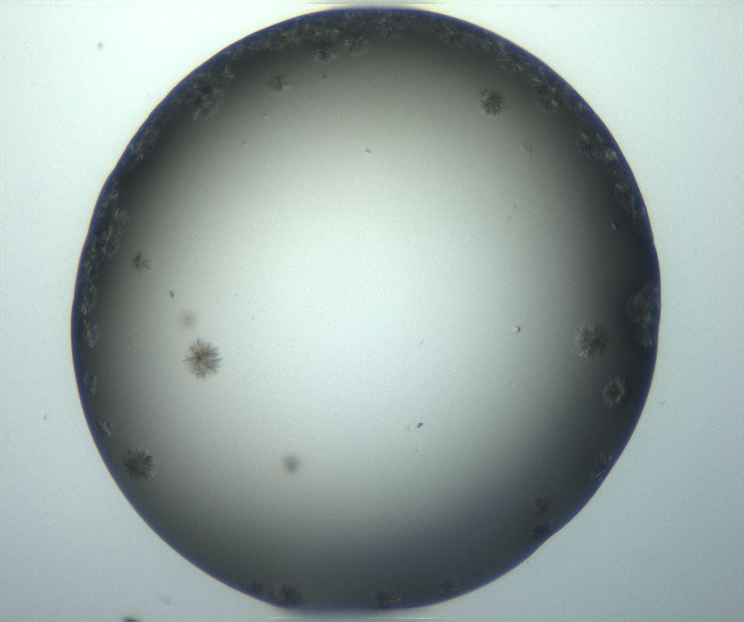 RI01_03_000_0212_Proj1_Clon1_MC_0000MC103116_002_161210_11_02_01_00_99_002_001_RAI.jpg
