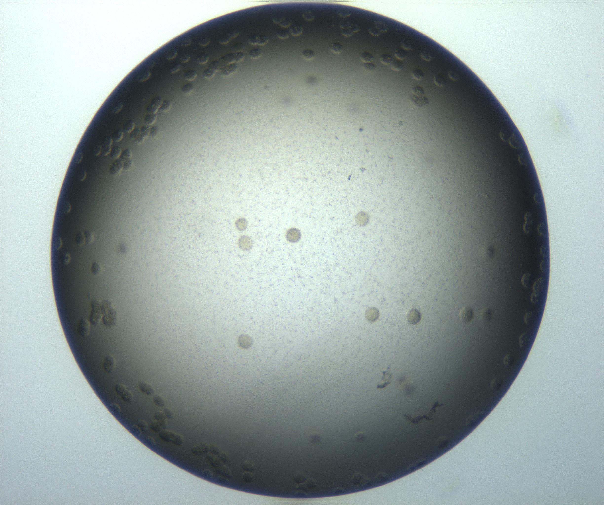 RI01_03_000_0212_Proj1_Clon1_MC_0000MC103116_002_161210_12_01_01_00_99_002_001_RAI.jpg