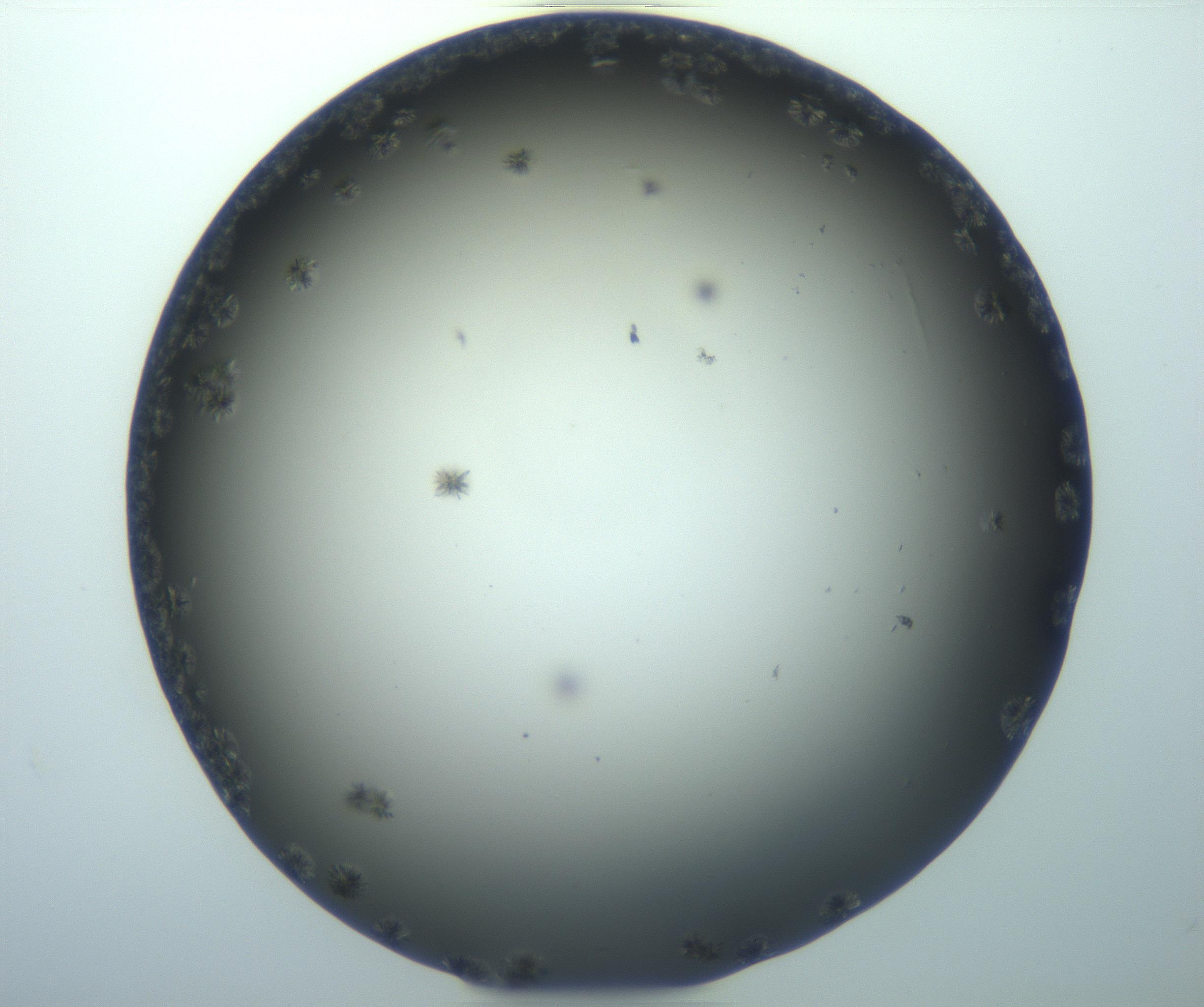 RI01_03_000_0212_Proj1_Clon1_MC_0000MC103116_002_161210_12_02_01_00_99_002_001_RAI.jpg