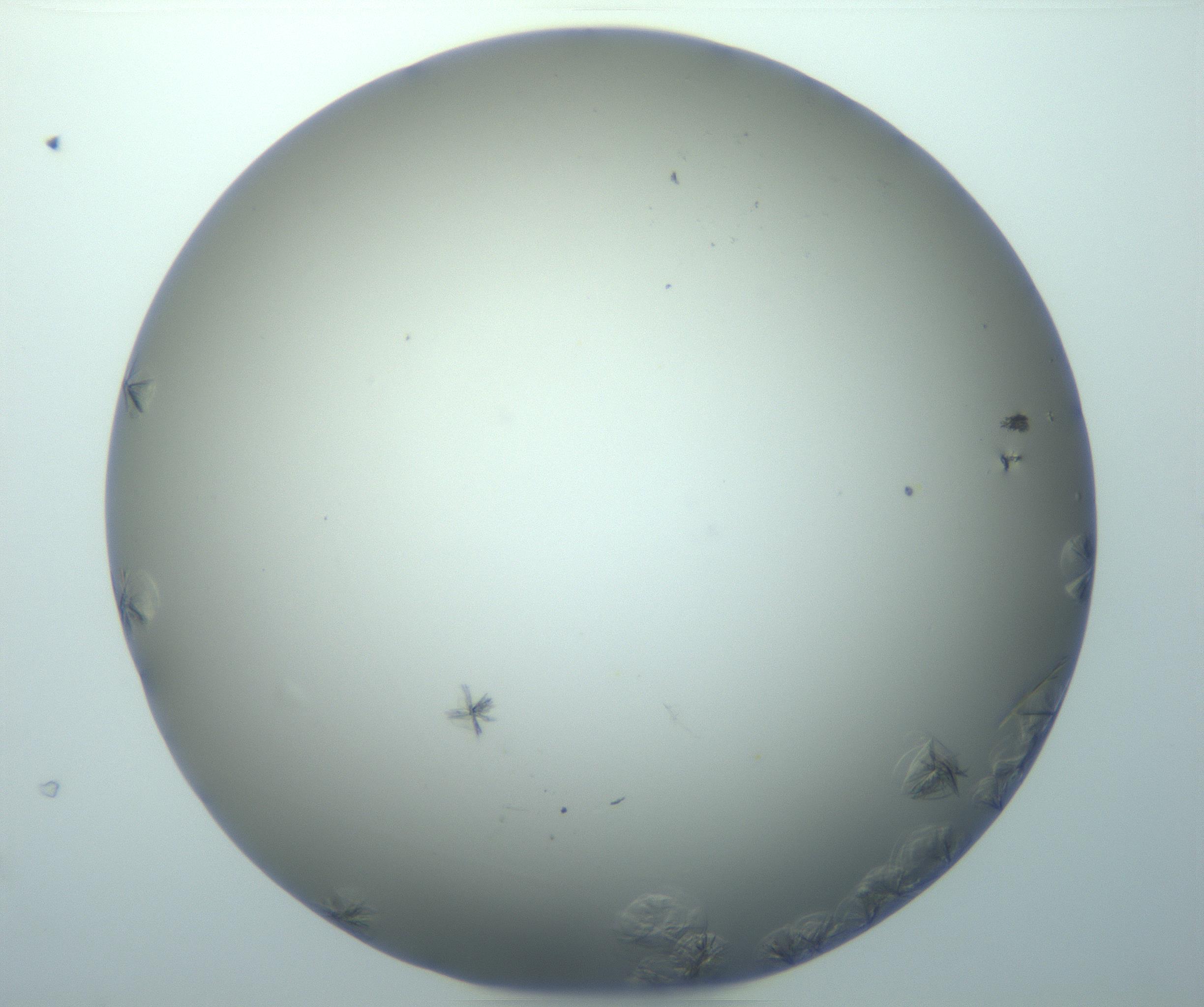 RI01_03_000_0212_Proj1_Clon1_MC_0000MC103116_004_161214_01_06_01_00_99_002_001_RAI.jpg