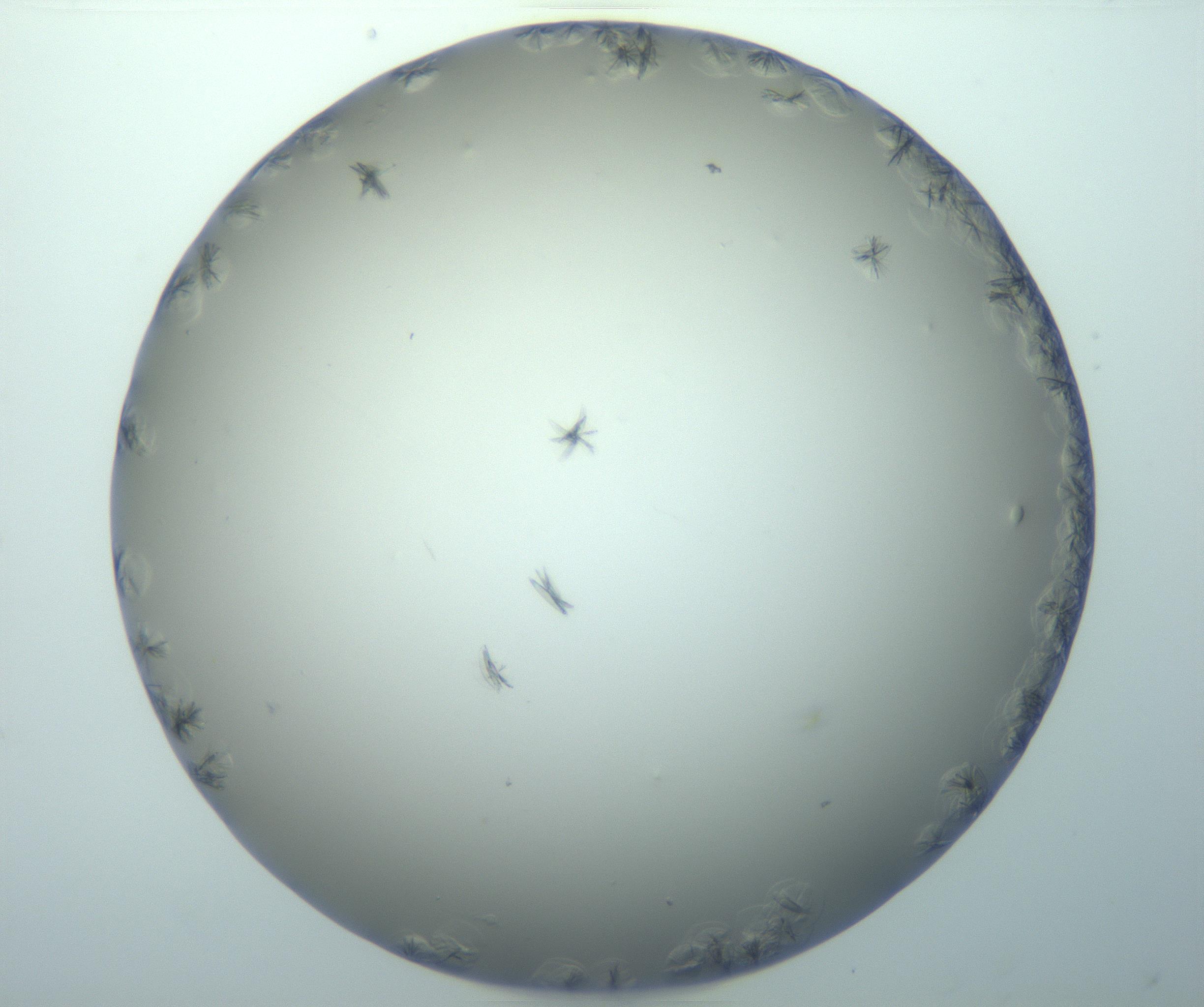 RI01_03_000_0212_Proj1_Clon1_MC_0000MC103116_004_161214_01_07_01_00_99_002_001_RAI.jpg
