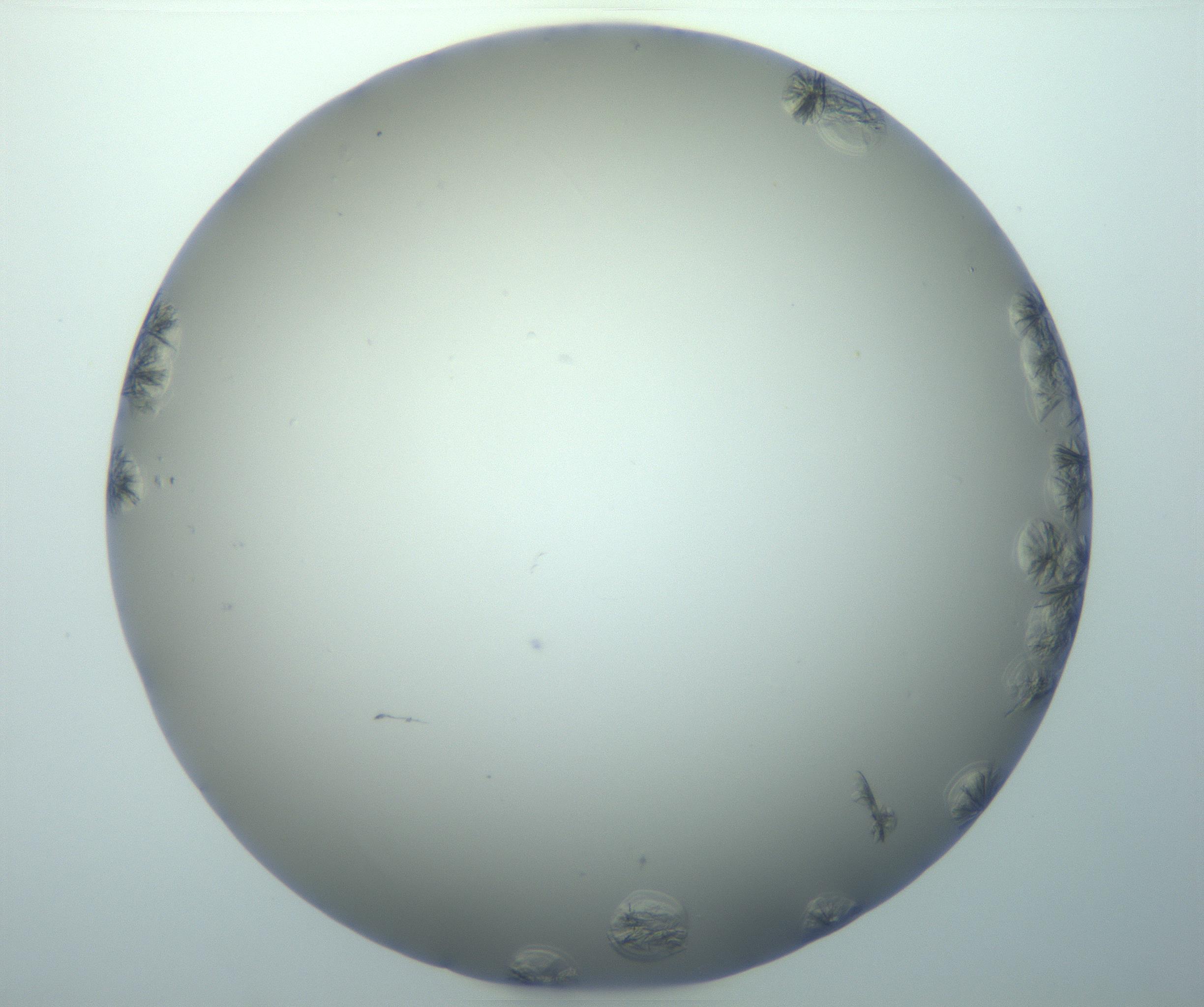RI01_03_000_0212_Proj1_Clon1_MC_0000MC103116_004_161214_02_07_01_00_99_002_001_RAI.jpg