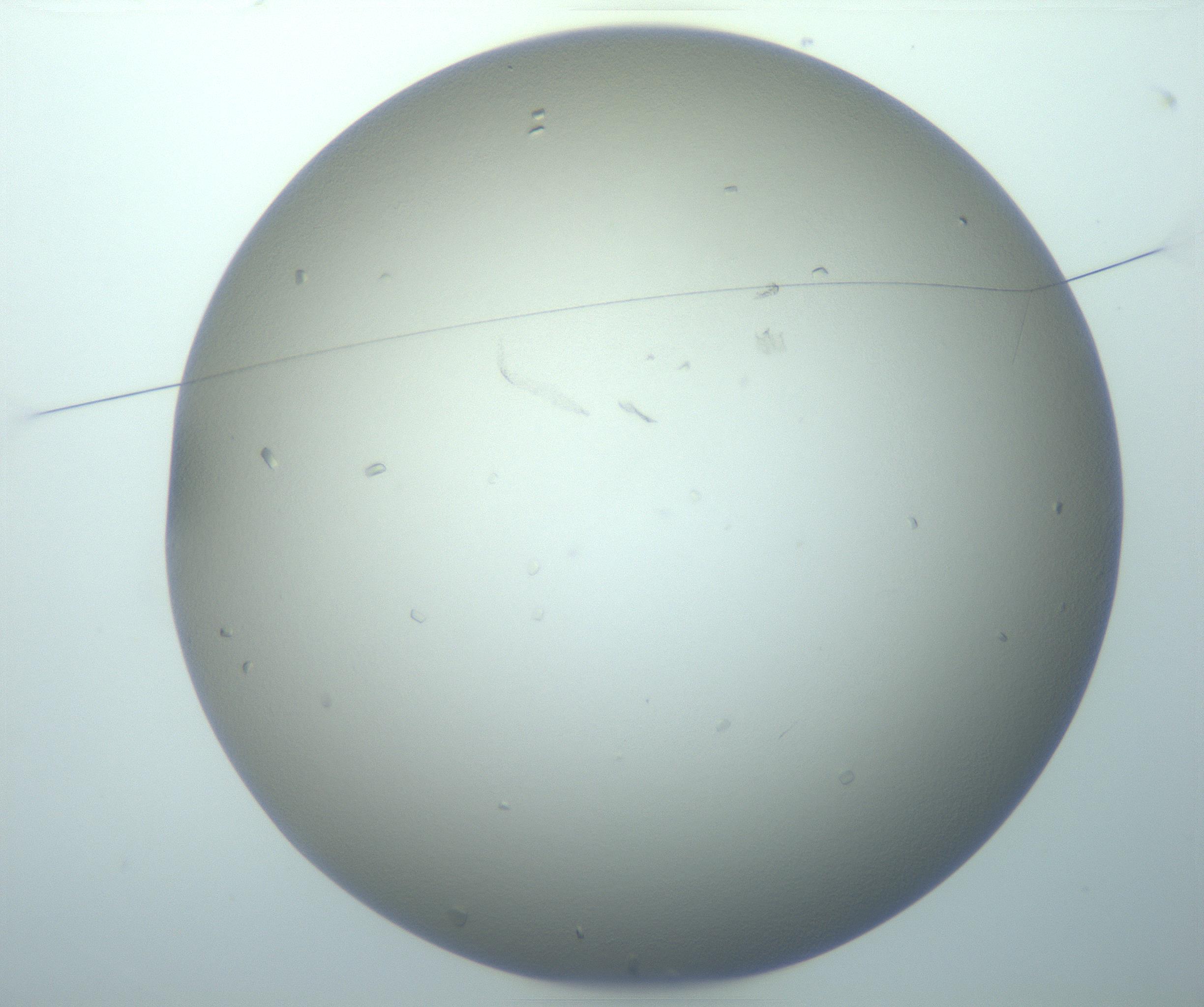 RI01_03_000_0212_Proj1_Clon1_MC_0000MC103116_004_161214_03_01_01_00_99_002_001_RAI.jpg
