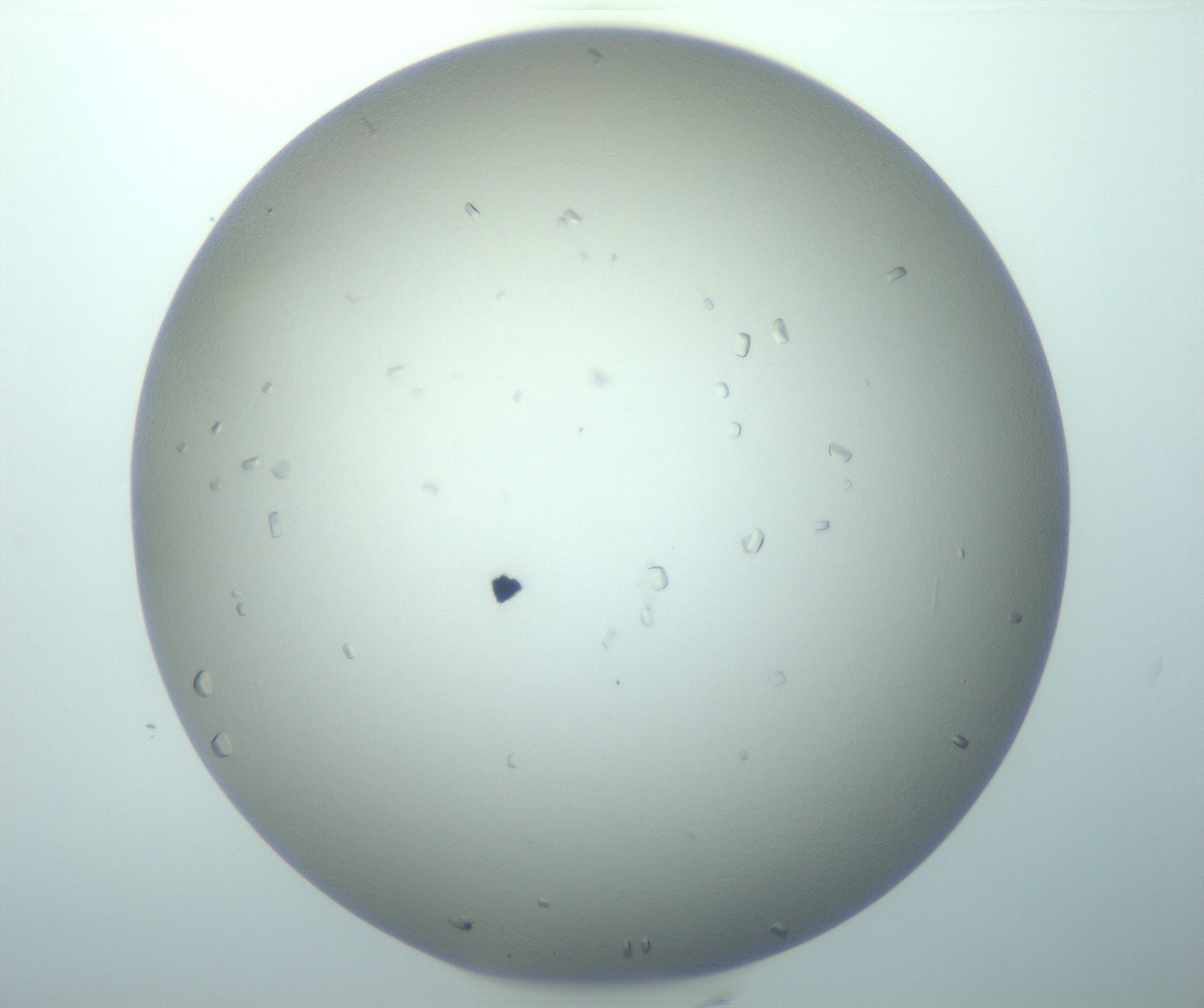 RI01_03_000_0212_Proj1_Clon1_MC_0000MC103116_004_161214_03_02_01_00_99_002_001_RAI.jpg