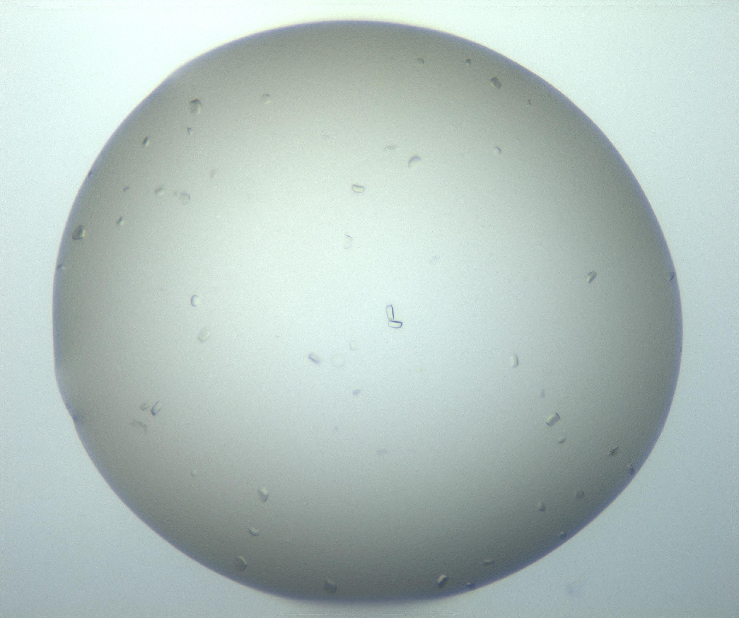 RI01_03_000_0212_Proj1_Clon1_MC_0000MC103116_004_161214_03_03_01_00_99_002_001_RAI.jpg