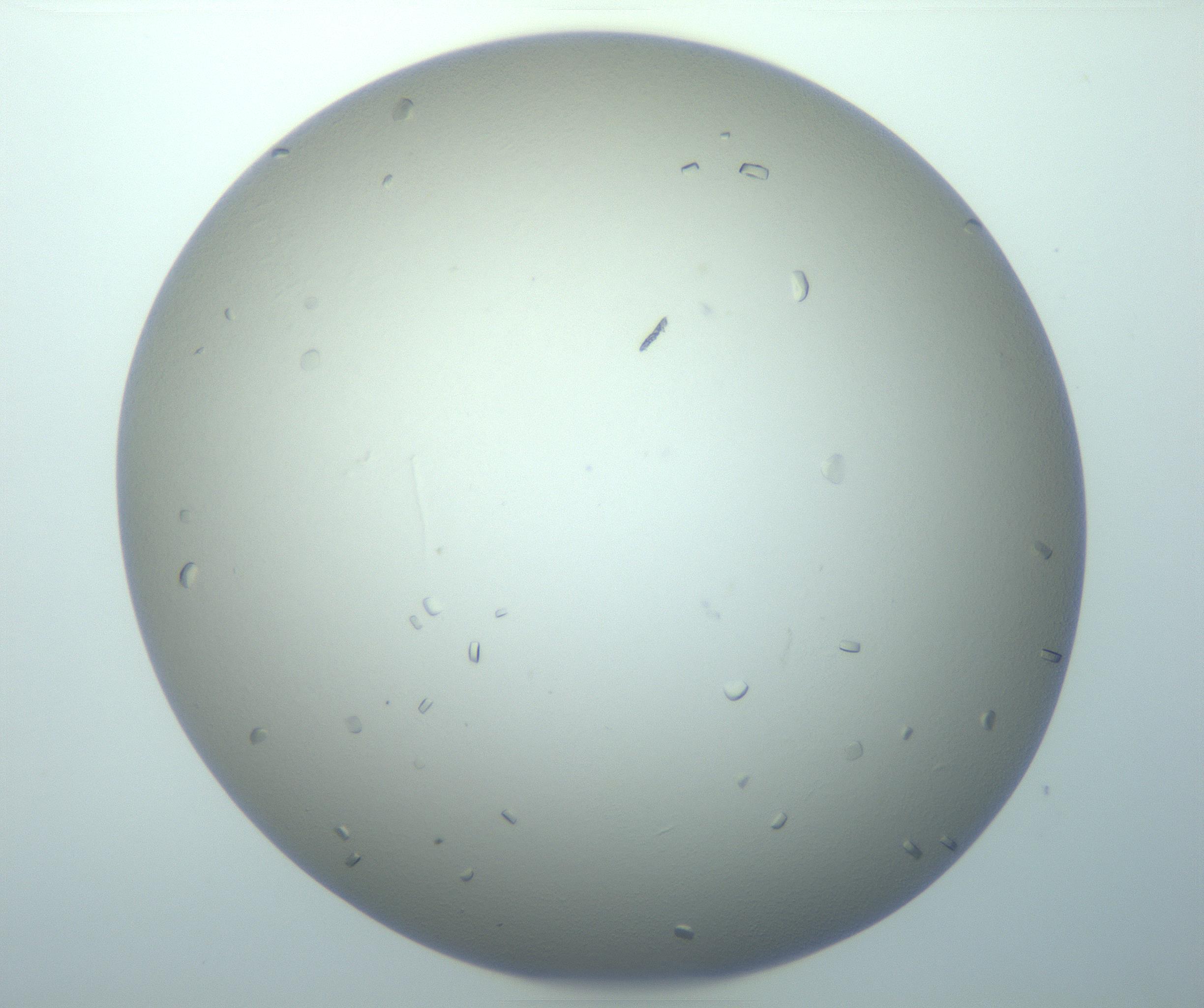RI01_03_000_0212_Proj1_Clon1_MC_0000MC103116_004_161214_03_04_01_00_99_002_001_RAI.jpg