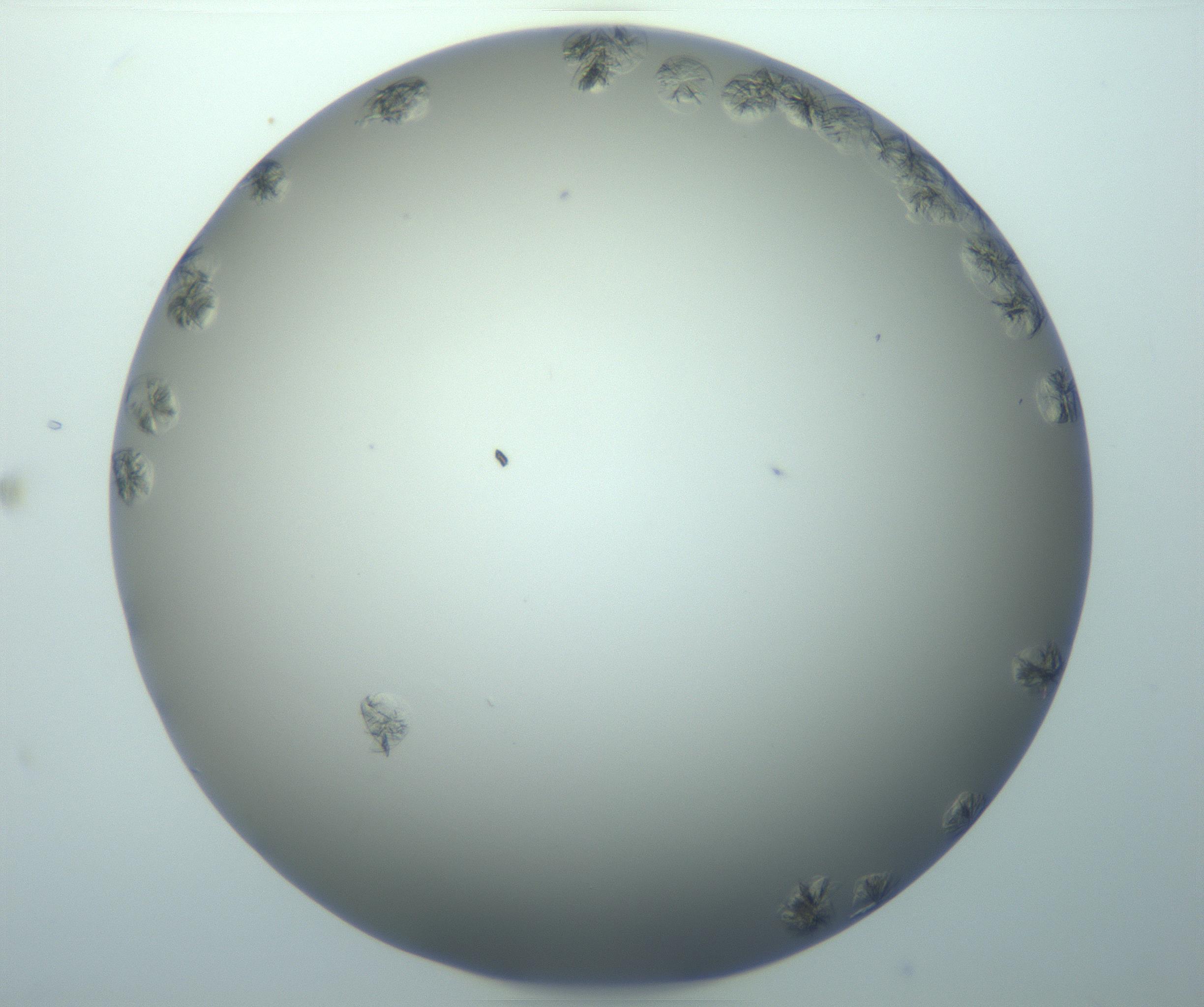 RI01_03_000_0212_Proj1_Clon1_MC_0000MC103116_004_161214_03_07_01_00_99_002_001_RAI.jpg