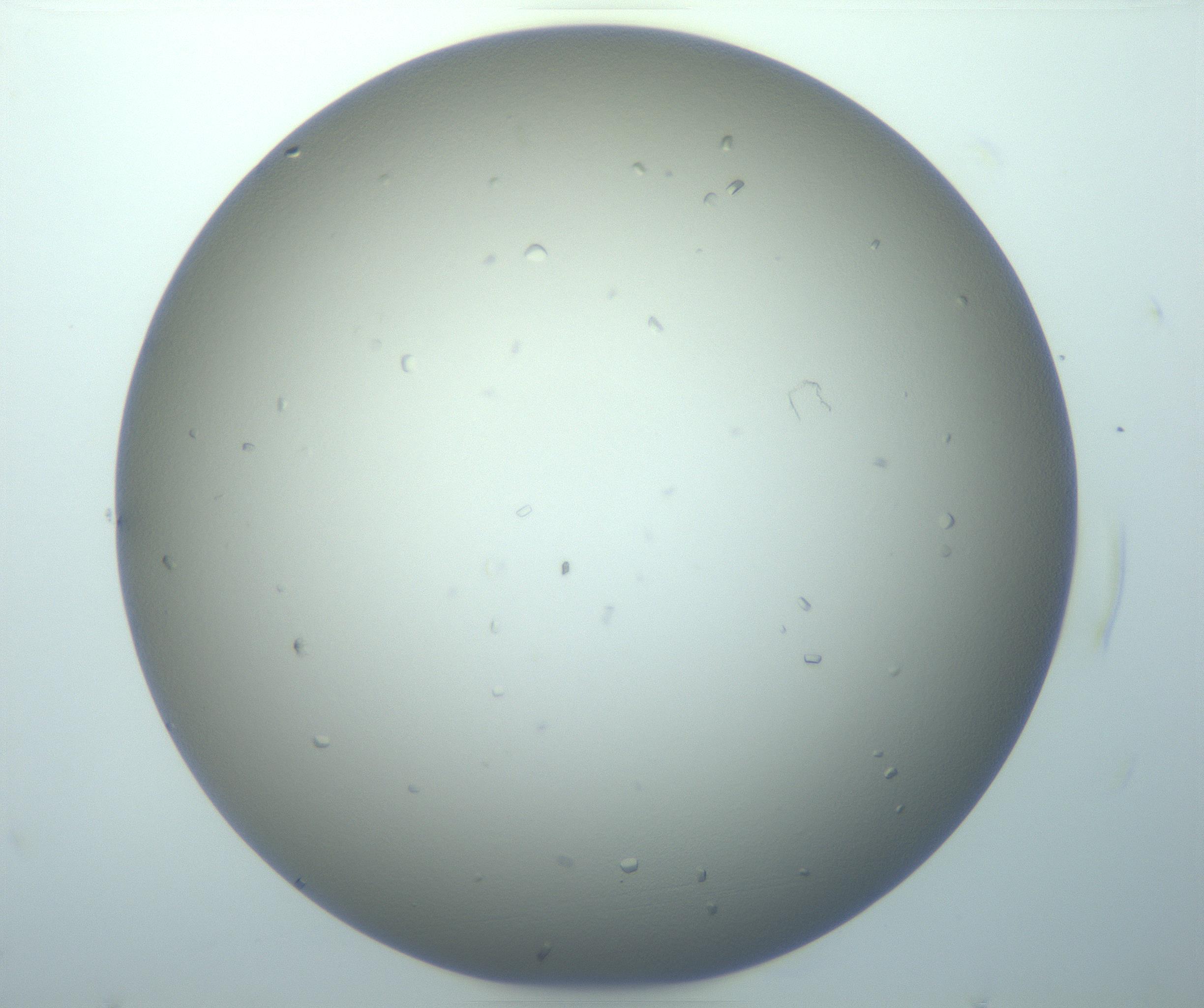 RI01_03_000_0212_Proj1_Clon1_MC_0000MC103116_004_161214_04_01_01_00_99_002_001_RAI.jpg