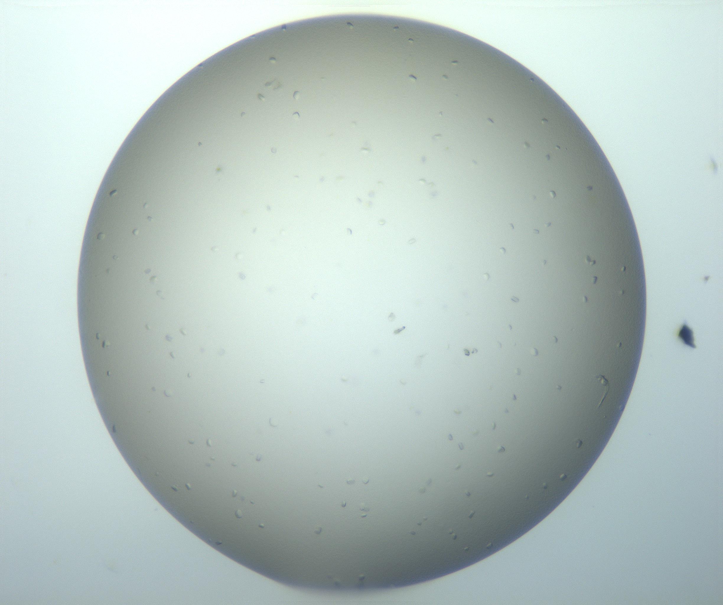RI01_03_000_0212_Proj1_Clon1_MC_0000MC103116_004_161214_04_02_01_00_99_002_001_RAI.jpg
