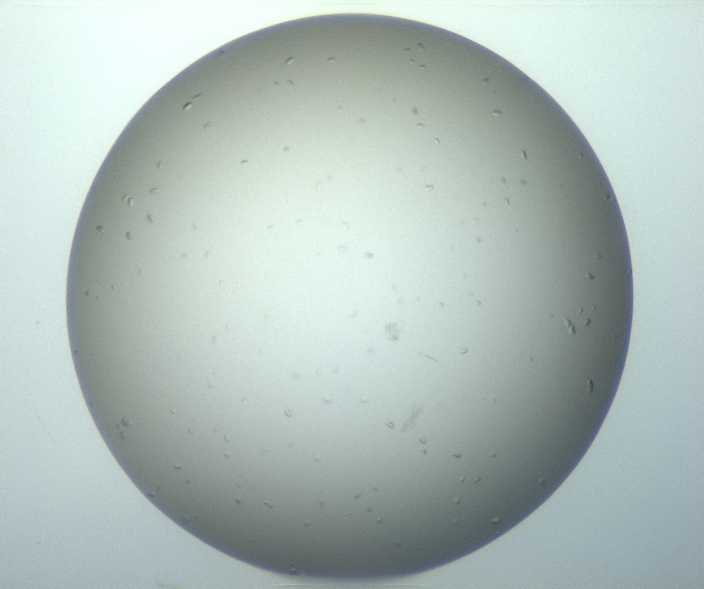 RI01_03_000_0212_Proj1_Clon1_MC_0000MC103116_004_161214_04_03_01_00_99_002_001_RAI.jpg