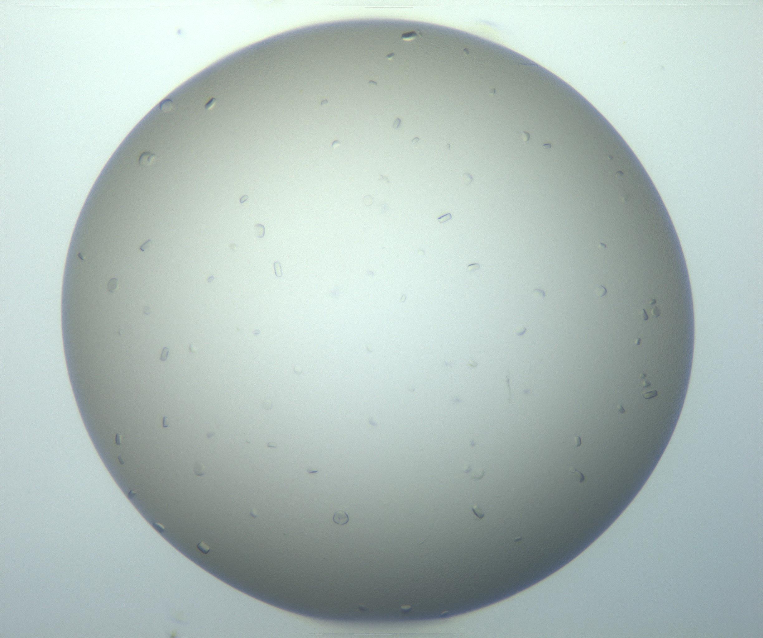 RI01_03_000_0212_Proj1_Clon1_MC_0000MC103116_004_161214_04_04_01_00_99_002_001_RAI.jpg
