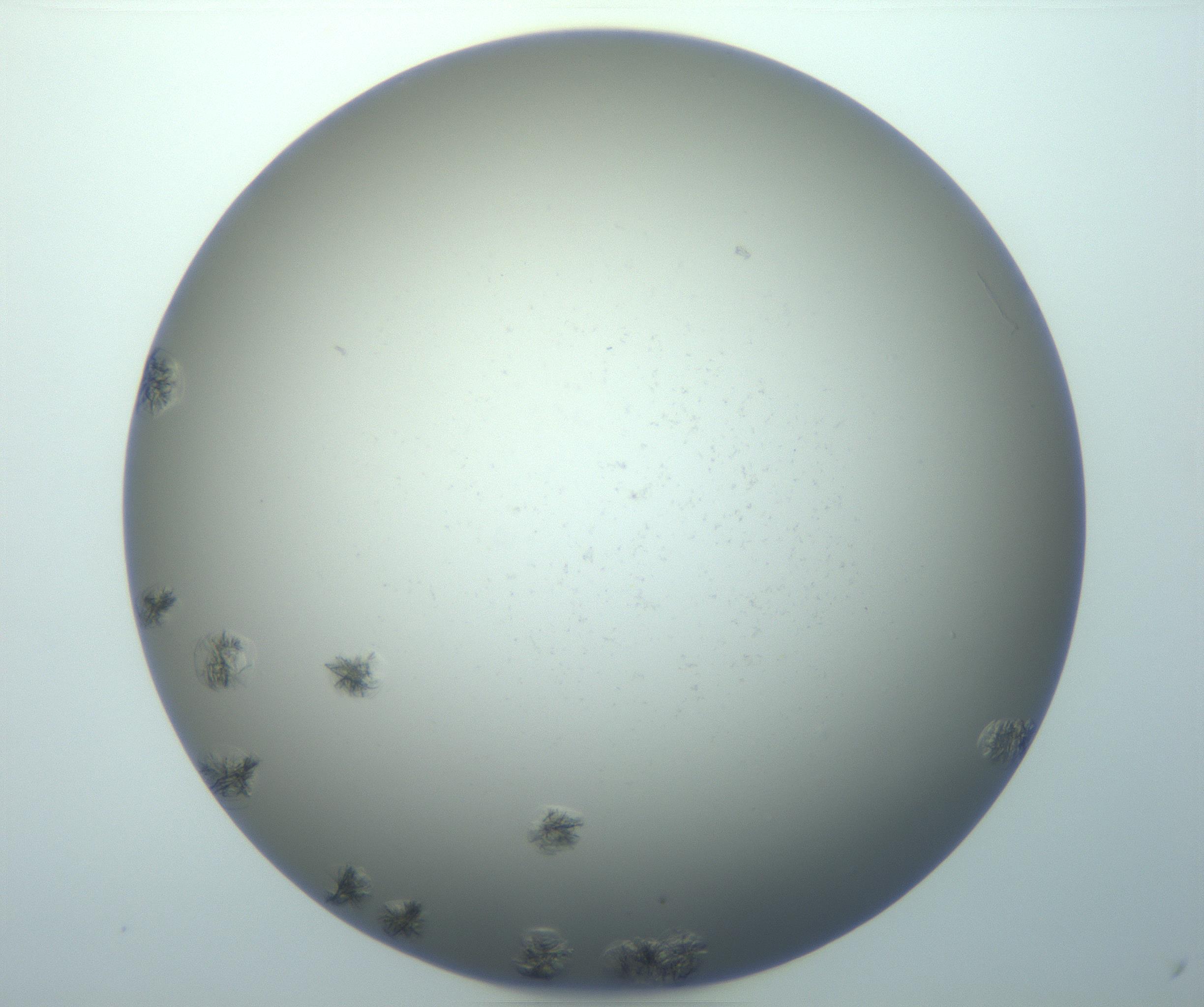 RI01_03_000_0212_Proj1_Clon1_MC_0000MC103116_004_161214_04_06_01_00_99_002_001_RAI.jpg