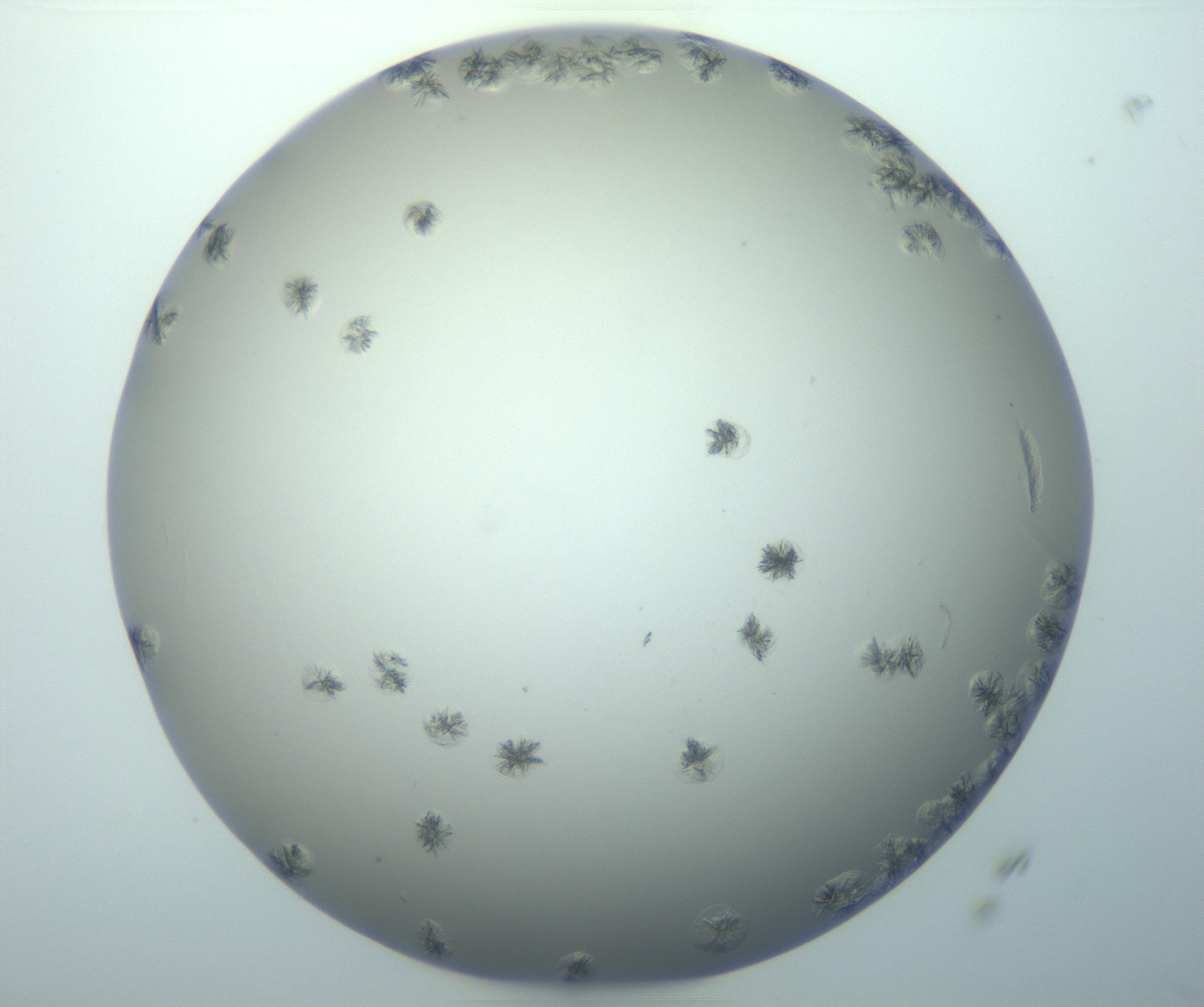 RI01_03_000_0212_Proj1_Clon1_MC_0000MC103116_004_161214_04_07_01_00_99_002_001_RAI.jpg
