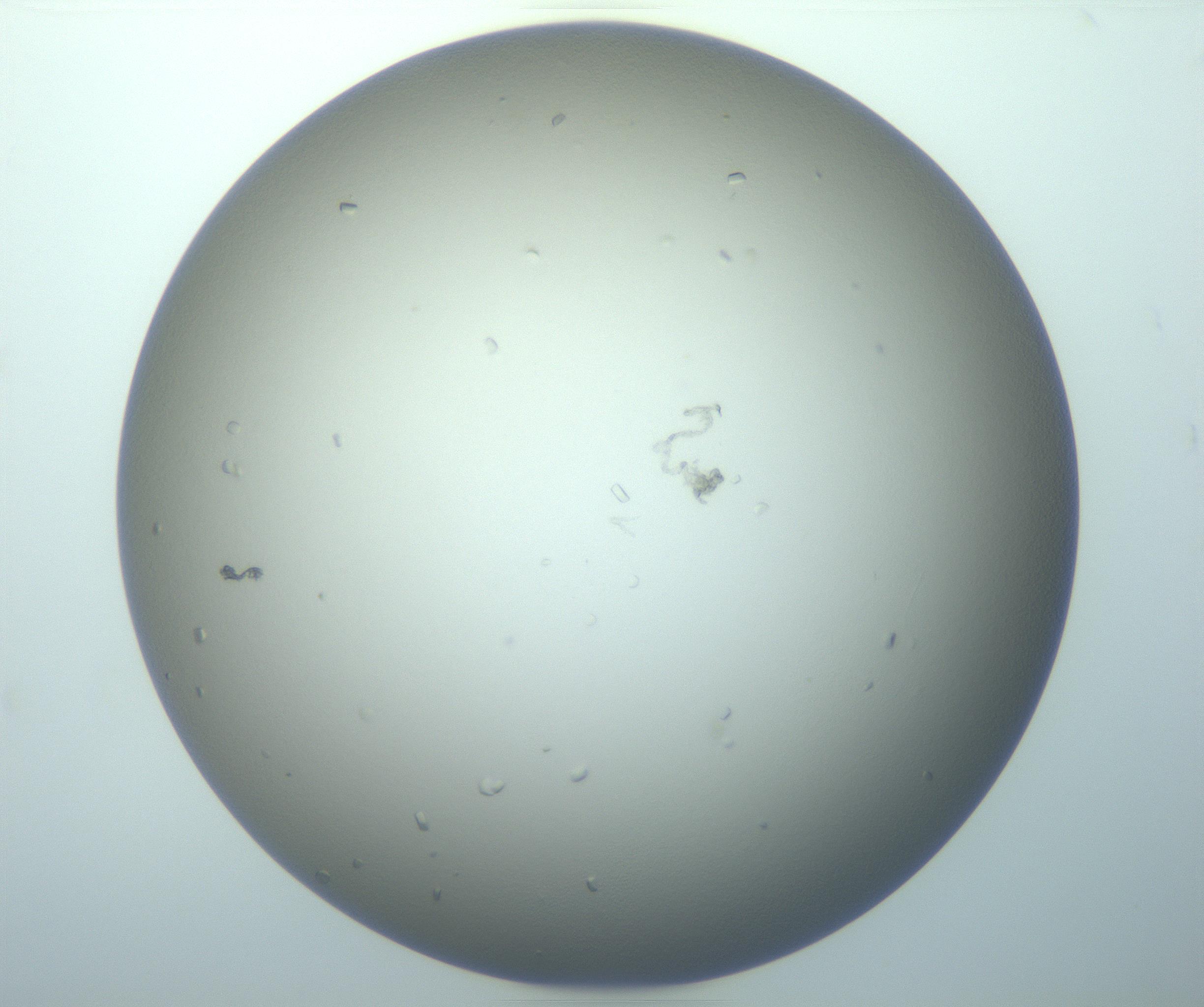 RI01_03_000_0212_Proj1_Clon1_MC_0000MC103116_004_161214_05_01_01_00_99_002_001_RAI.jpg