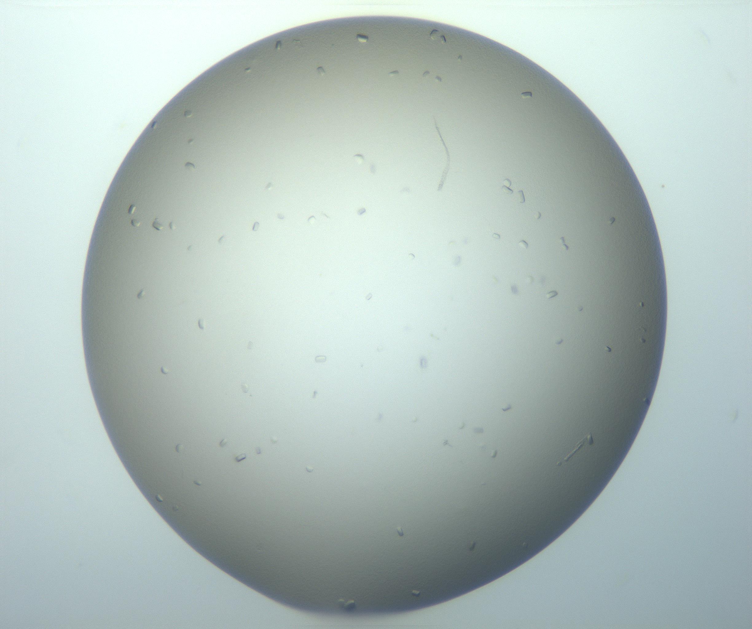 RI01_03_000_0212_Proj1_Clon1_MC_0000MC103116_004_161214_05_02_01_00_99_002_001_RAI.jpg