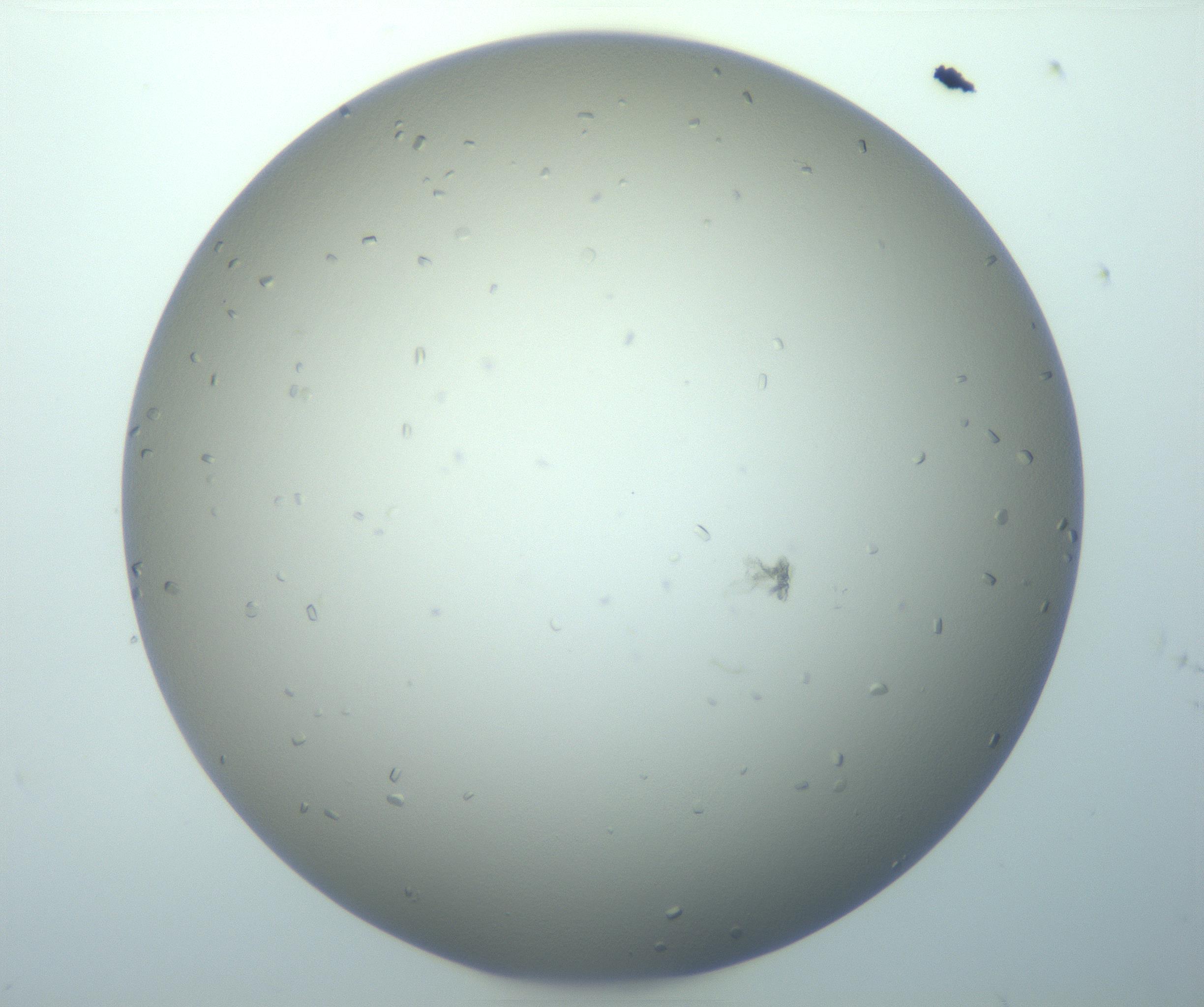 RI01_03_000_0212_Proj1_Clon1_MC_0000MC103116_004_161214_05_03_01_00_99_002_001_RAI.jpg