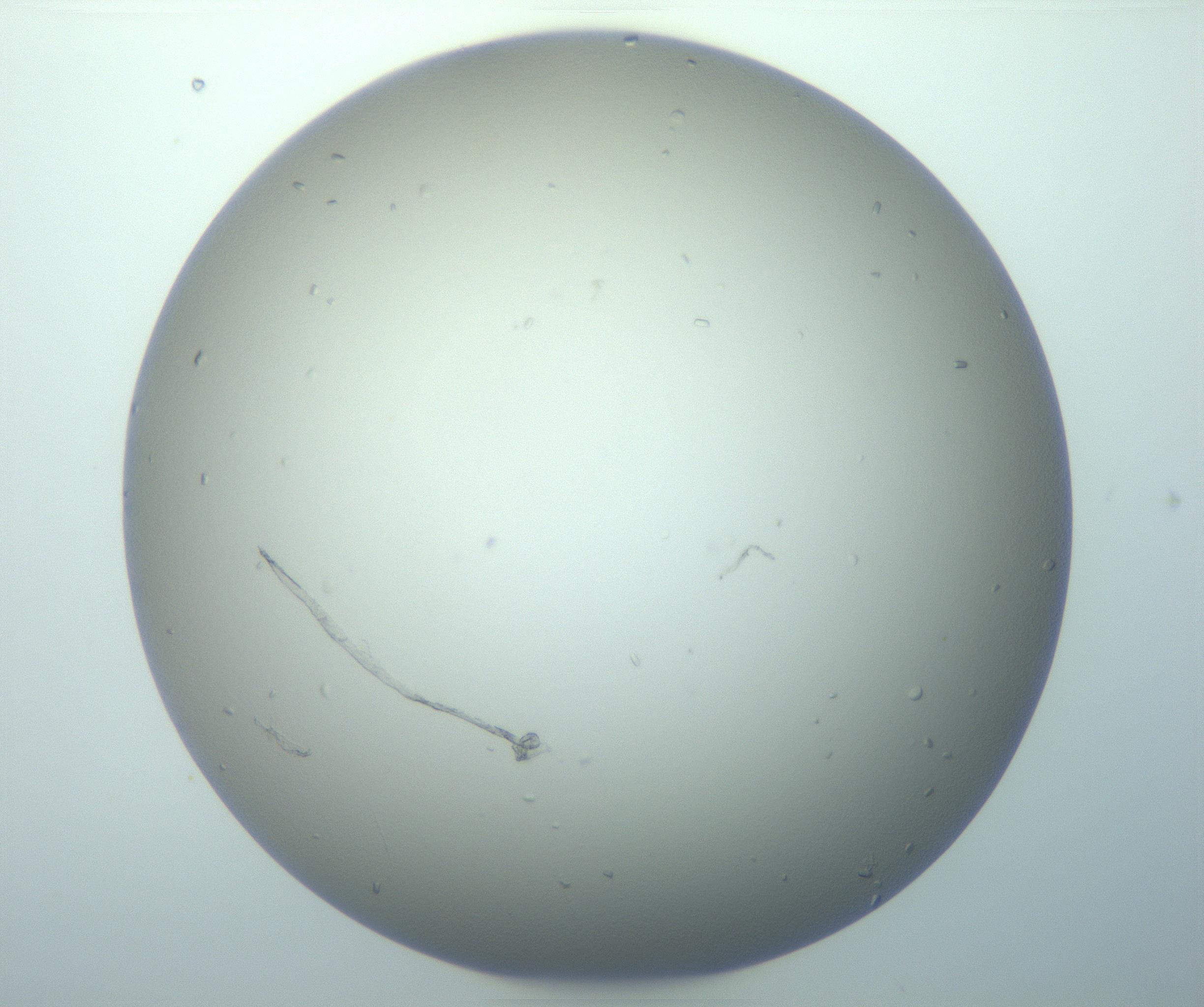 RI01_03_000_0212_Proj1_Clon1_MC_0000MC103116_004_161214_05_04_01_00_99_002_001_RAI.jpg