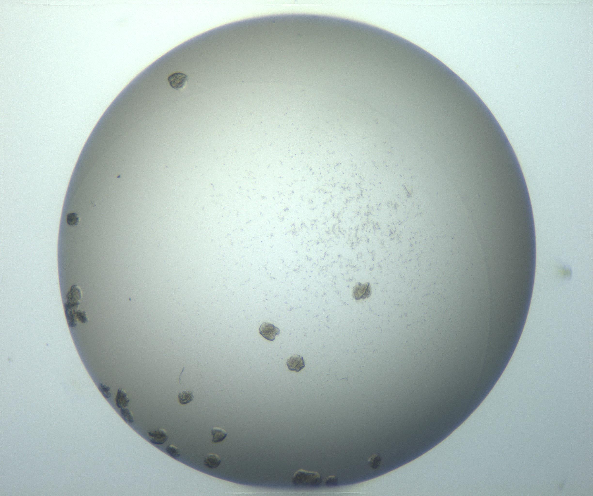 RI01_03_000_0212_Proj1_Clon1_MC_0000MC103116_004_161214_05_06_01_00_99_002_001_RAI.jpg