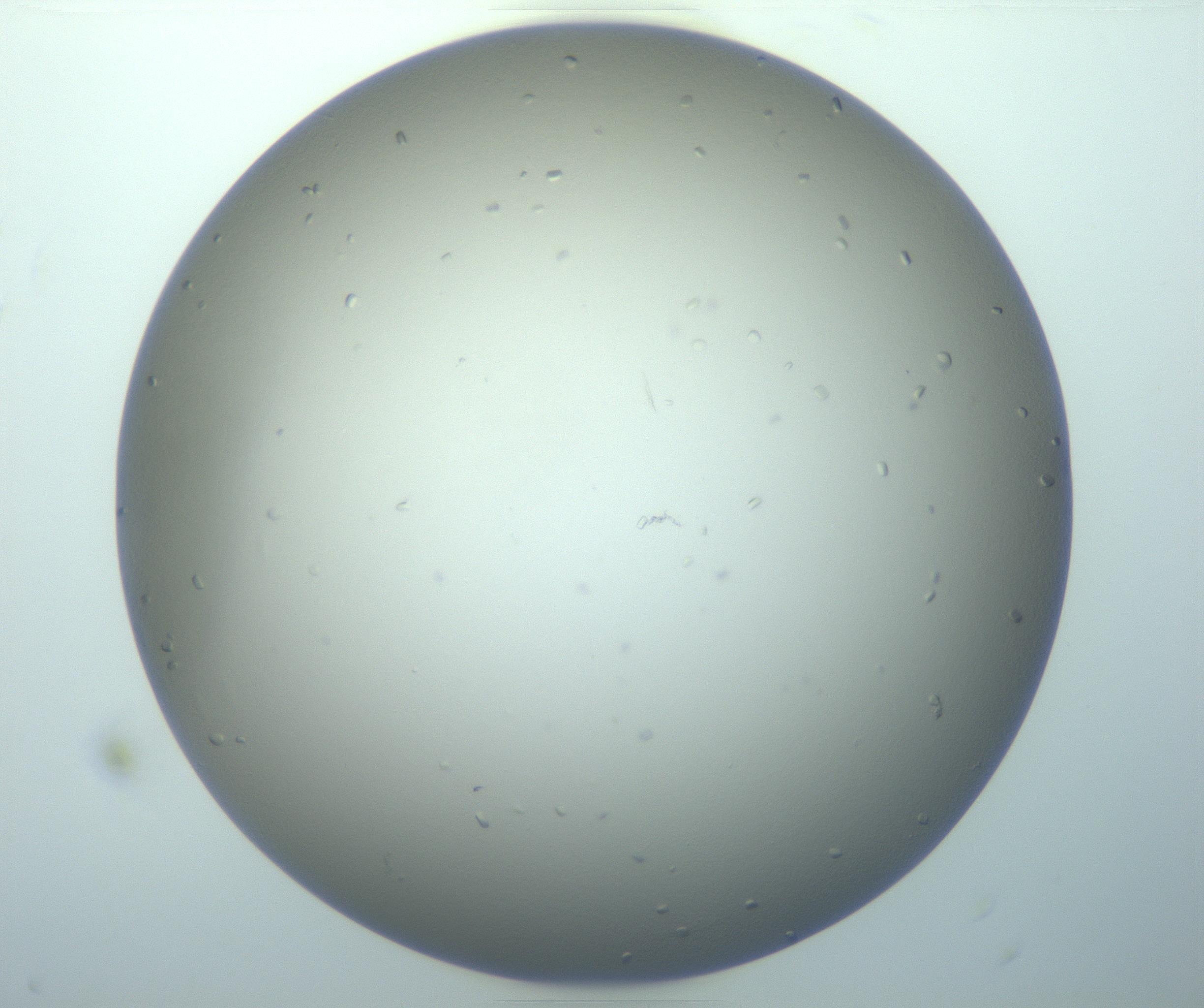 RI01_03_000_0212_Proj1_Clon1_MC_0000MC103116_004_161214_06_01_01_00_99_002_001_RAI.jpg