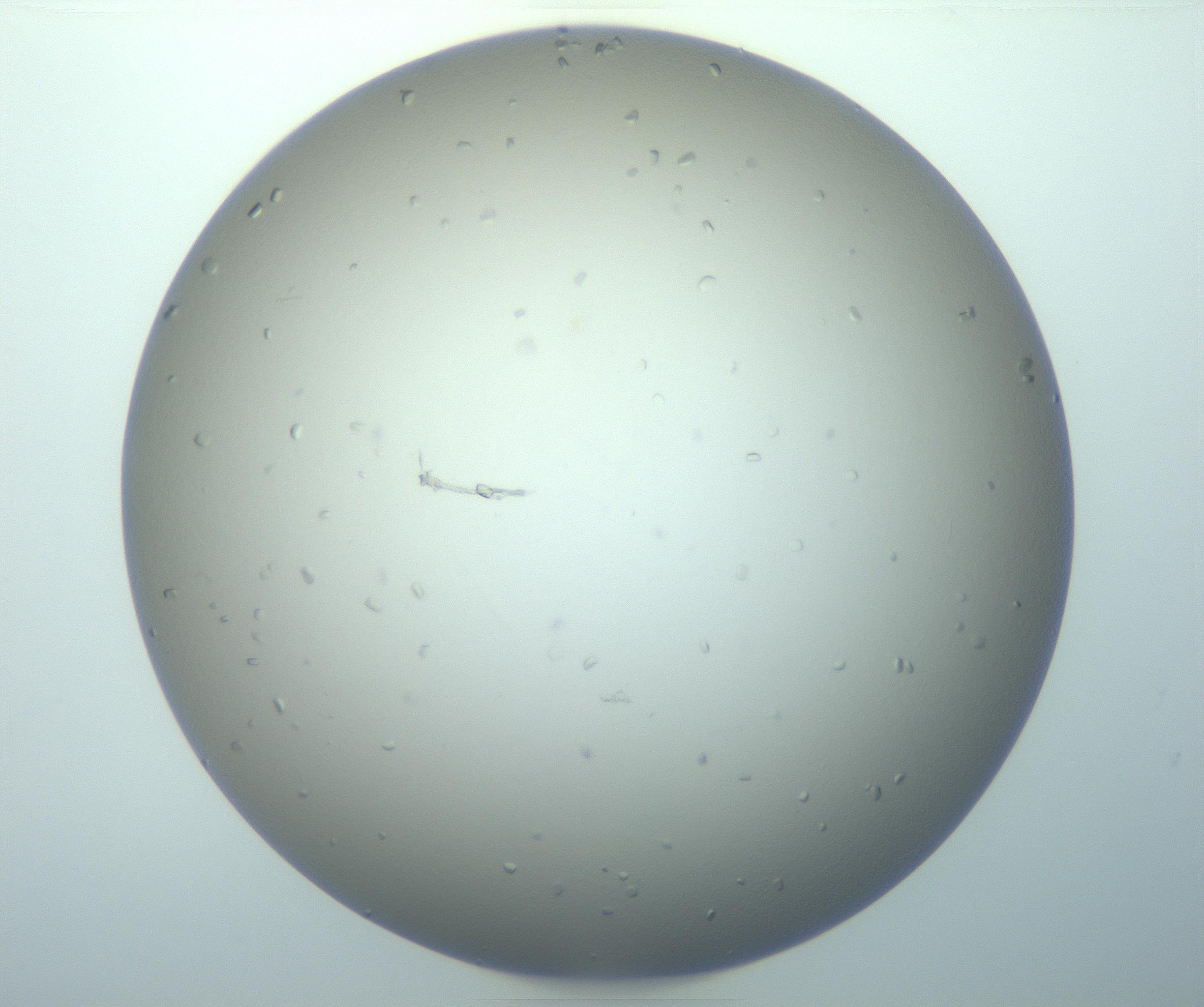 RI01_03_000_0212_Proj1_Clon1_MC_0000MC103116_004_161214_06_03_01_00_99_002_001_RAI.jpg