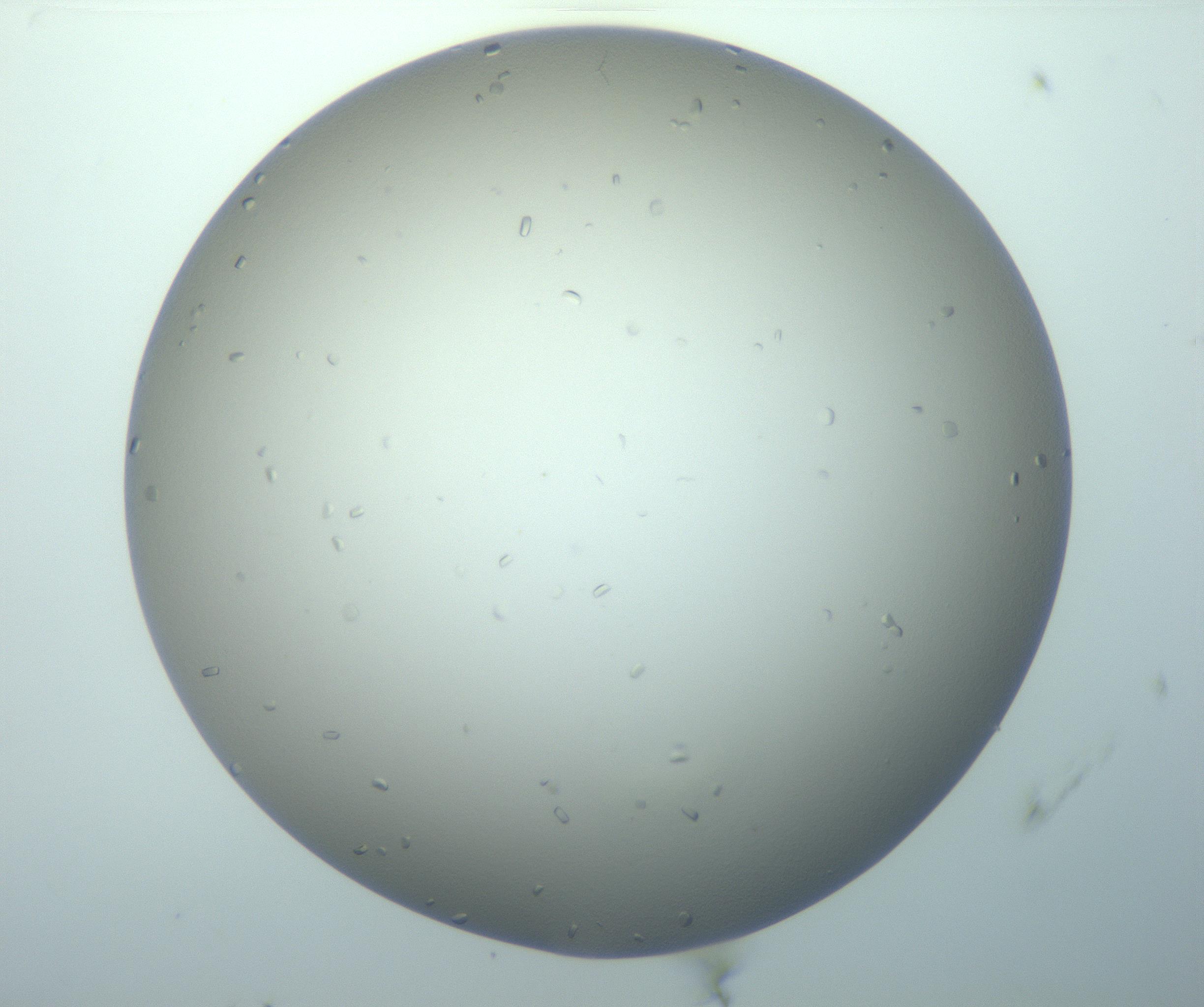 RI01_03_000_0212_Proj1_Clon1_MC_0000MC103116_004_161214_06_04_01_00_99_002_001_RAI.jpg
