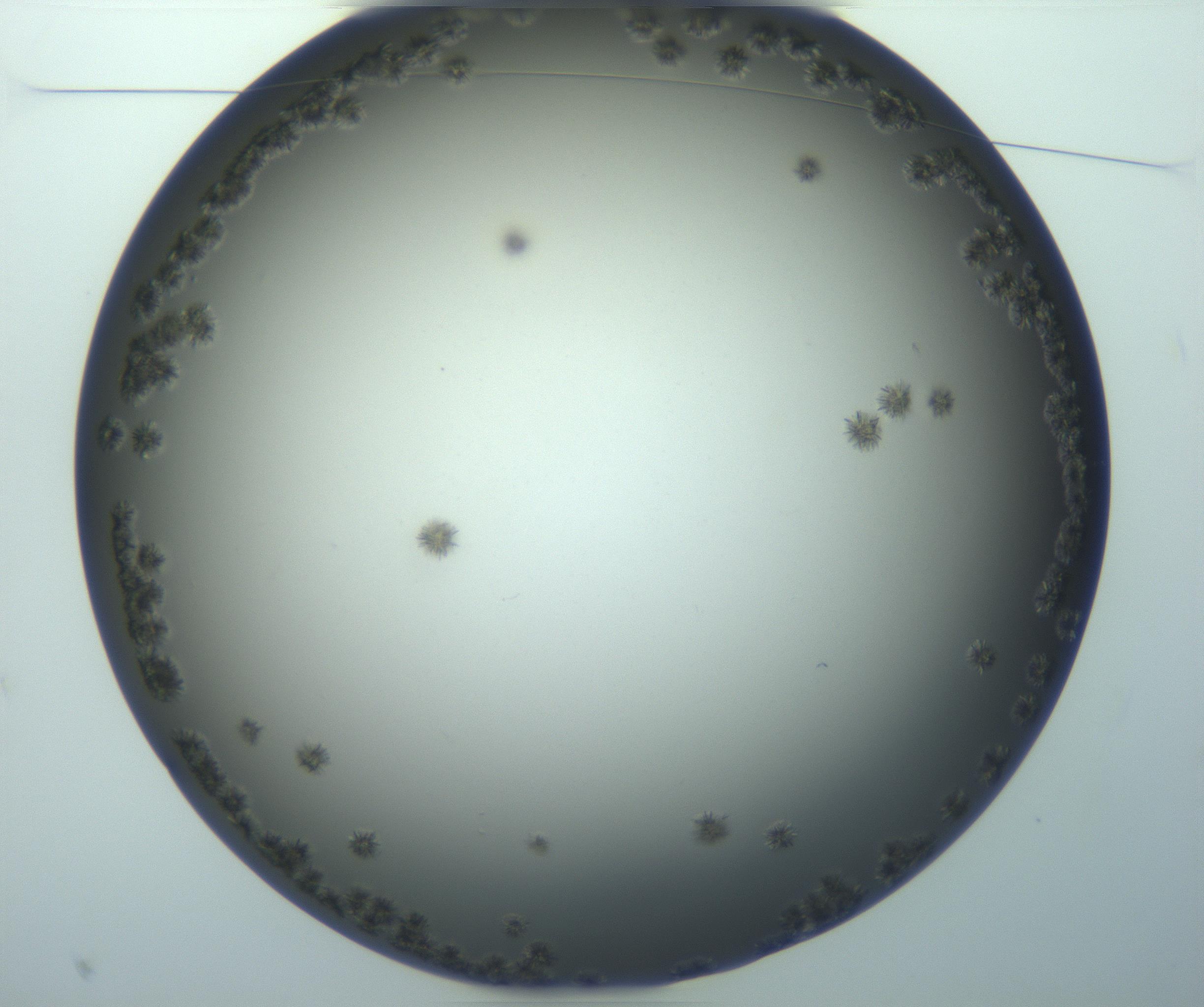 RI01_03_000_0212_Proj1_Clon1_MC_0000MC103116_004_161214_10_01_01_00_99_002_001_RAI.jpg