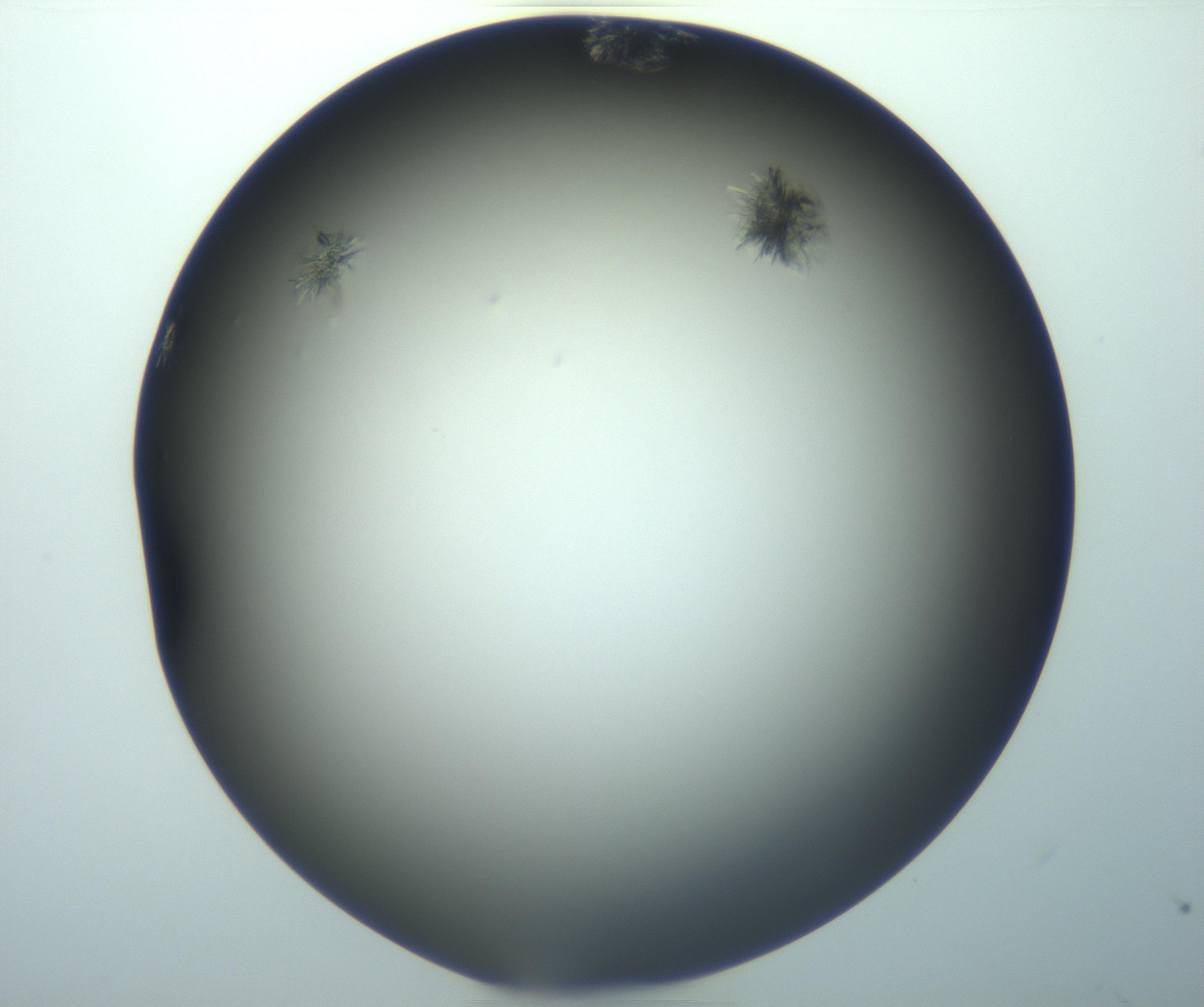 RI01_03_000_0212_Proj1_Clon1_MC_0000MC103116_004_161214_10_01_02_00_99_002_001_RAI.jpg