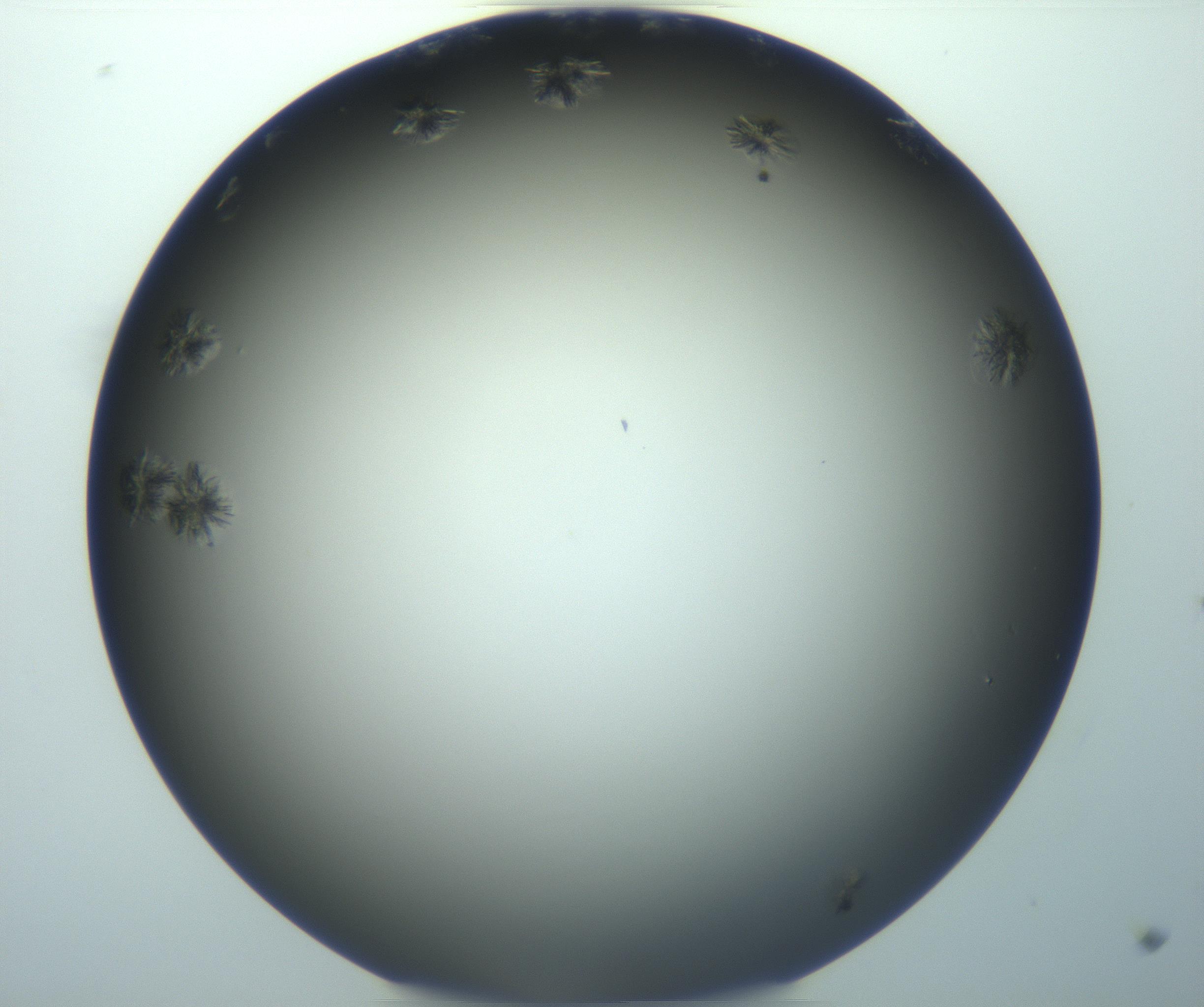 RI01_03_000_0212_Proj1_Clon1_MC_0000MC103116_004_161214_11_01_02_00_99_002_001_RAI.jpg