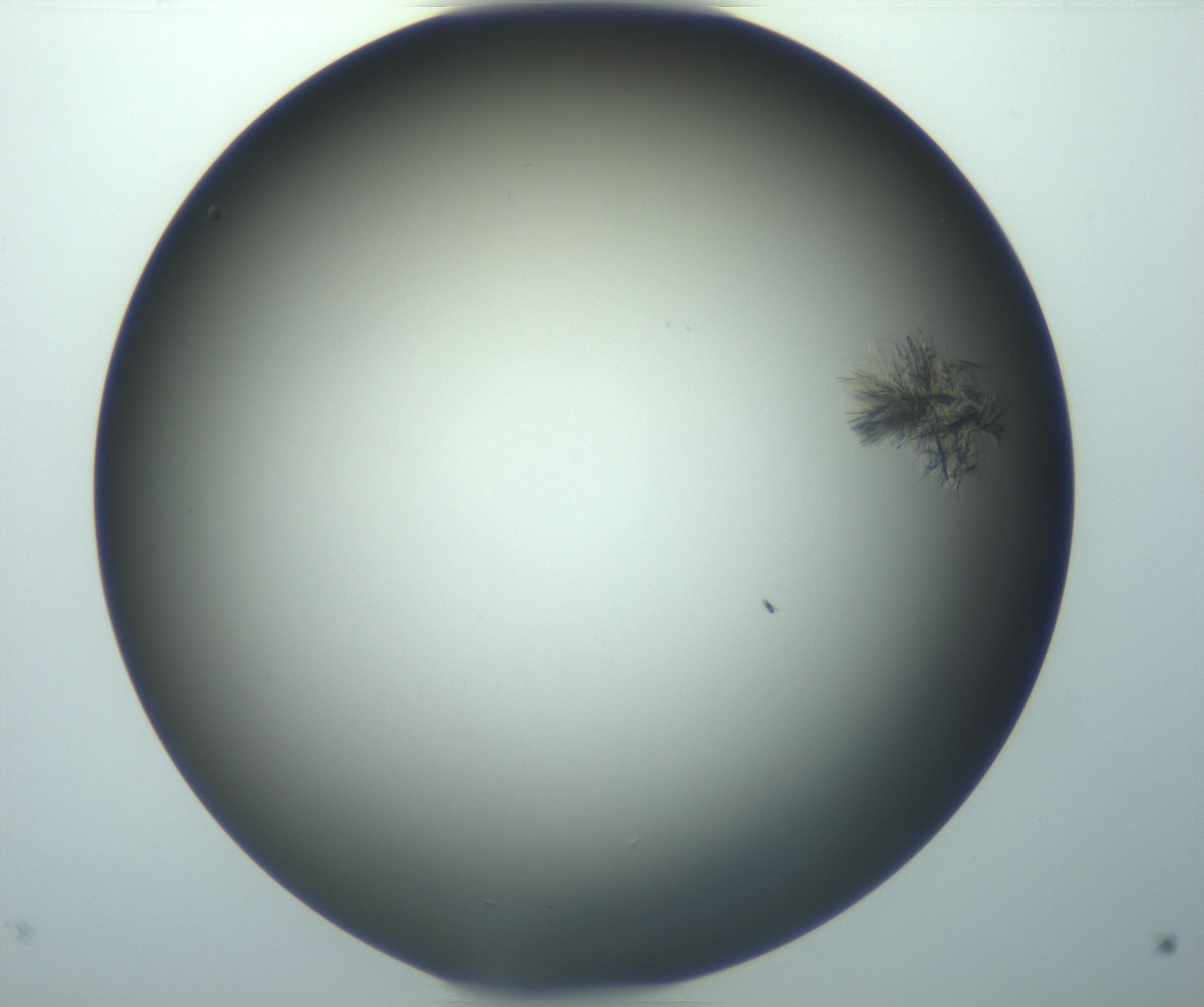 RI01_03_000_0212_Proj1_Clon1_MC_0000MC103116_004_161214_11_02_02_00_99_002_001_RAI.jpg