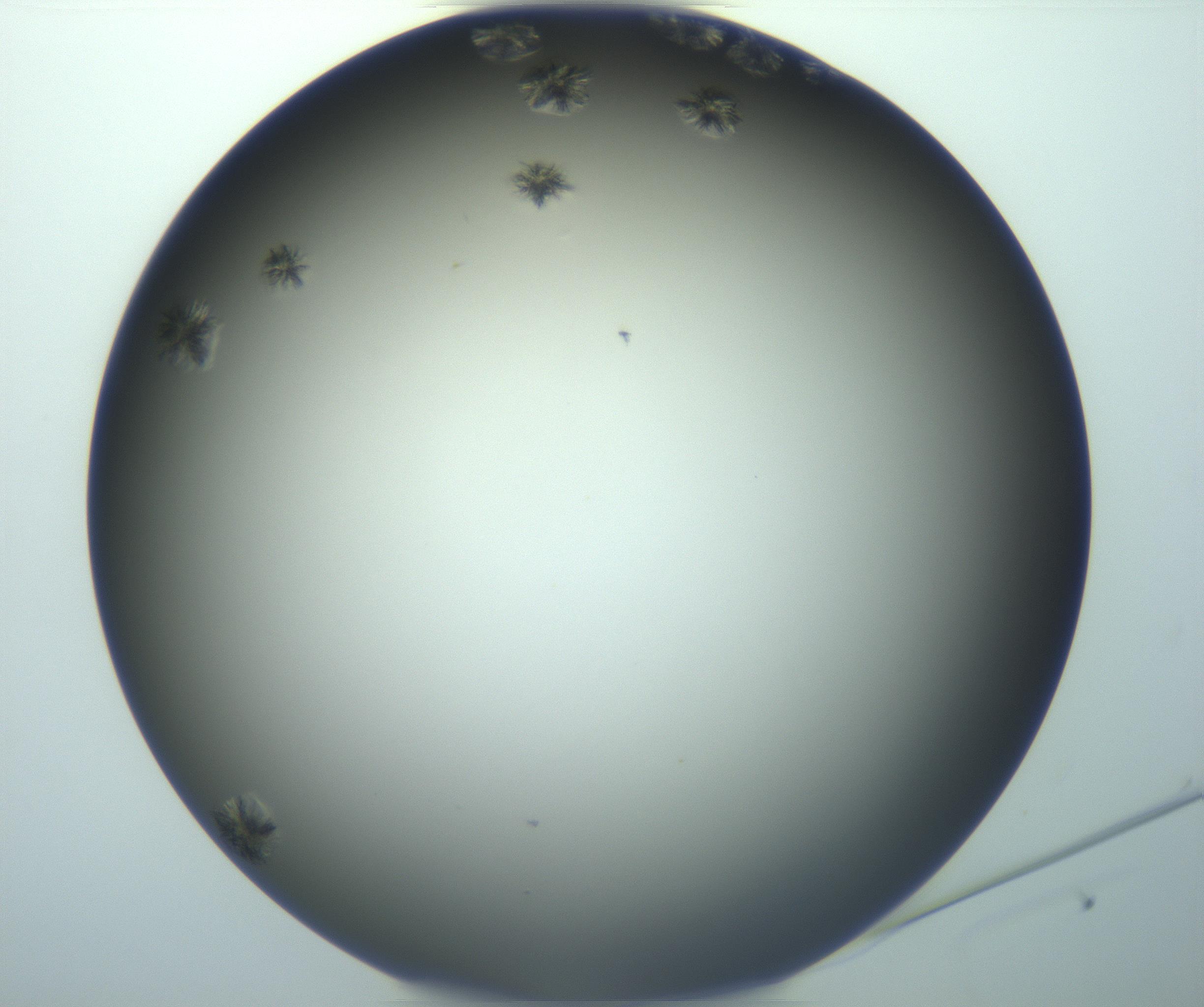 RI01_03_000_0212_Proj1_Clon1_MC_0000MC103116_004_161214_12_01_02_00_99_002_001_RAI.jpg