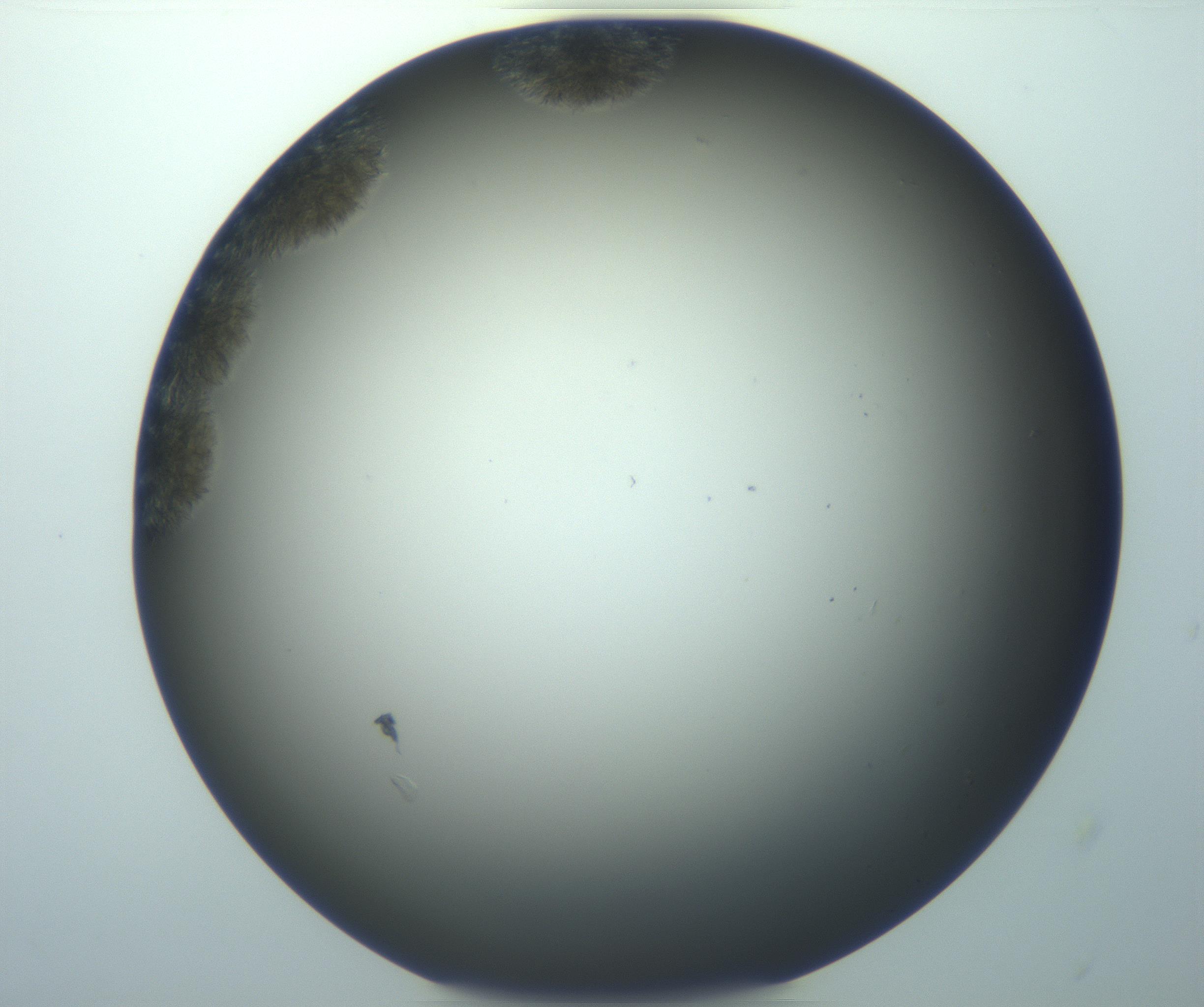 RI01_03_000_0212_Proj1_Clon1_MC_0000MC103116_004_161214_12_03_01_00_99_002_001_RAI.jpg