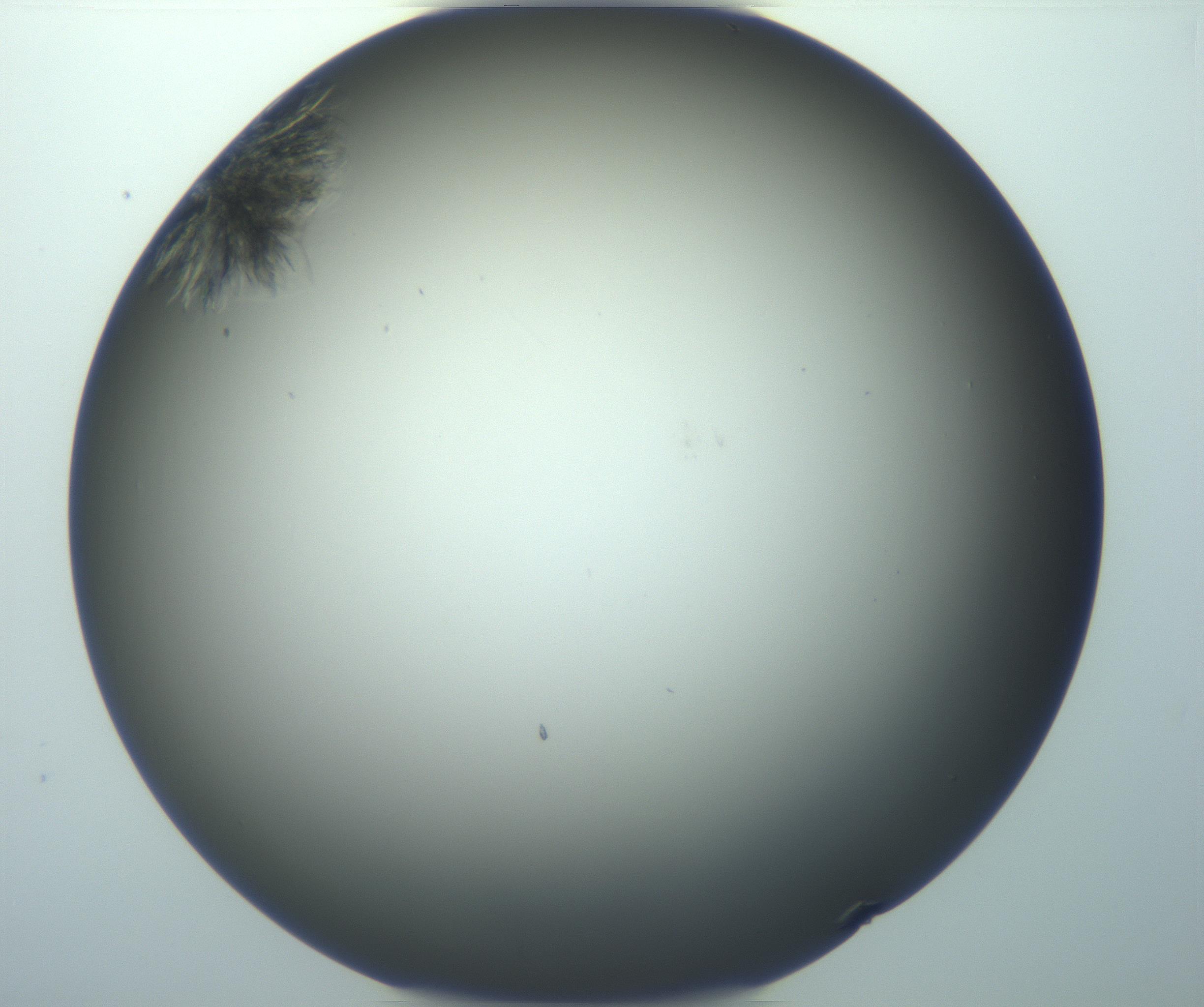 RI01_03_000_0212_Proj1_Clon1_MC_0000MC103116_004_161214_12_04_01_00_99_002_001_RAI.jpg