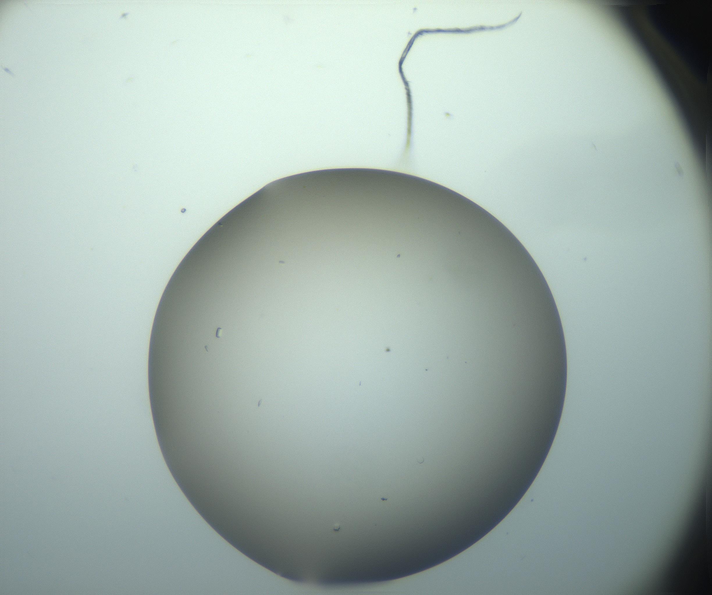 RI01_03_000_0212_Proj1_Clon1_MC_0000MC103116_006_161219_04_02_02_00_99_002_001_RAI.jpg