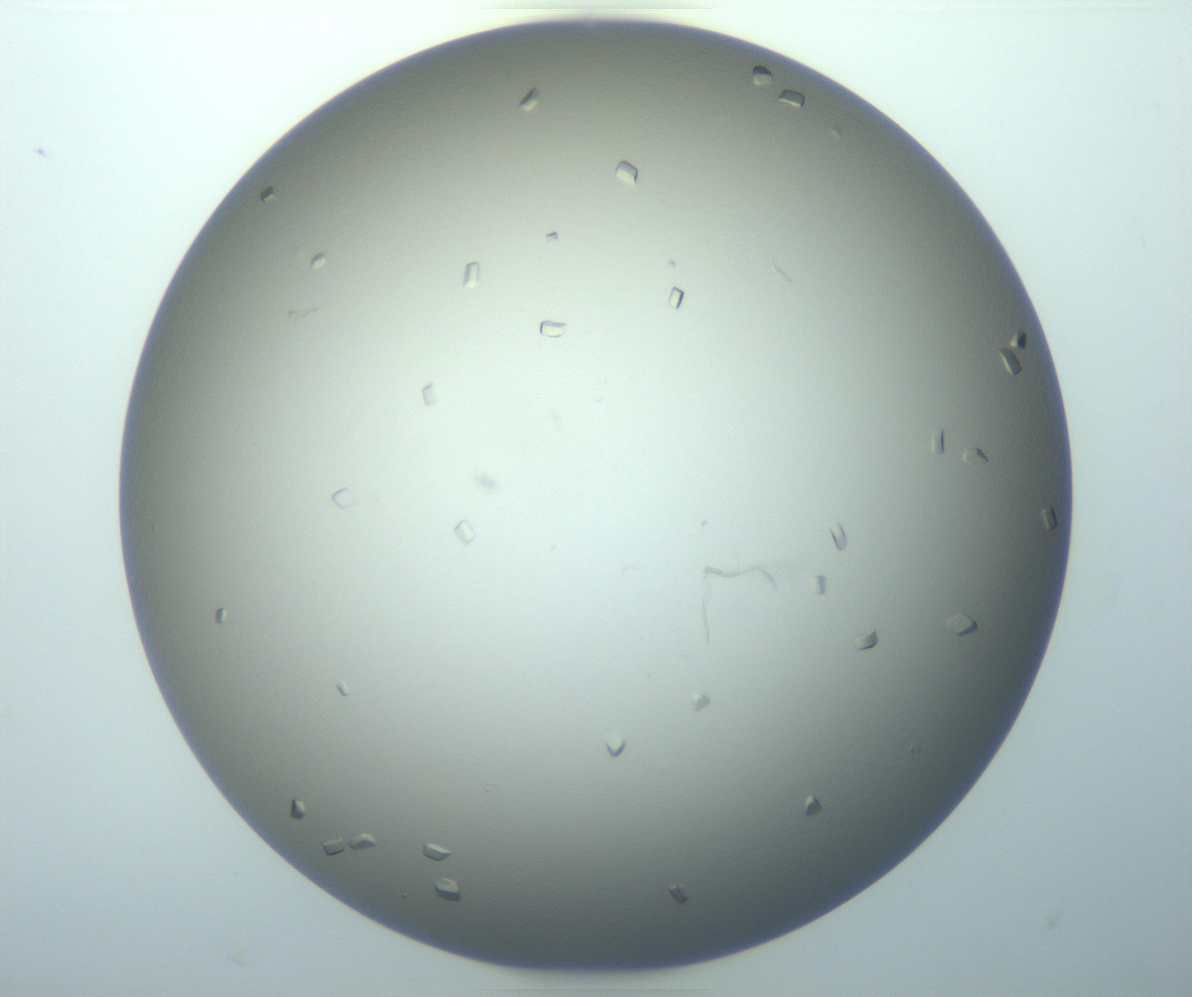 RI01_03_000_0212_Proj1_Clon1_MC_0000MC103117_003_161212_08_02_01_00_99_002_001_RAI.jpg